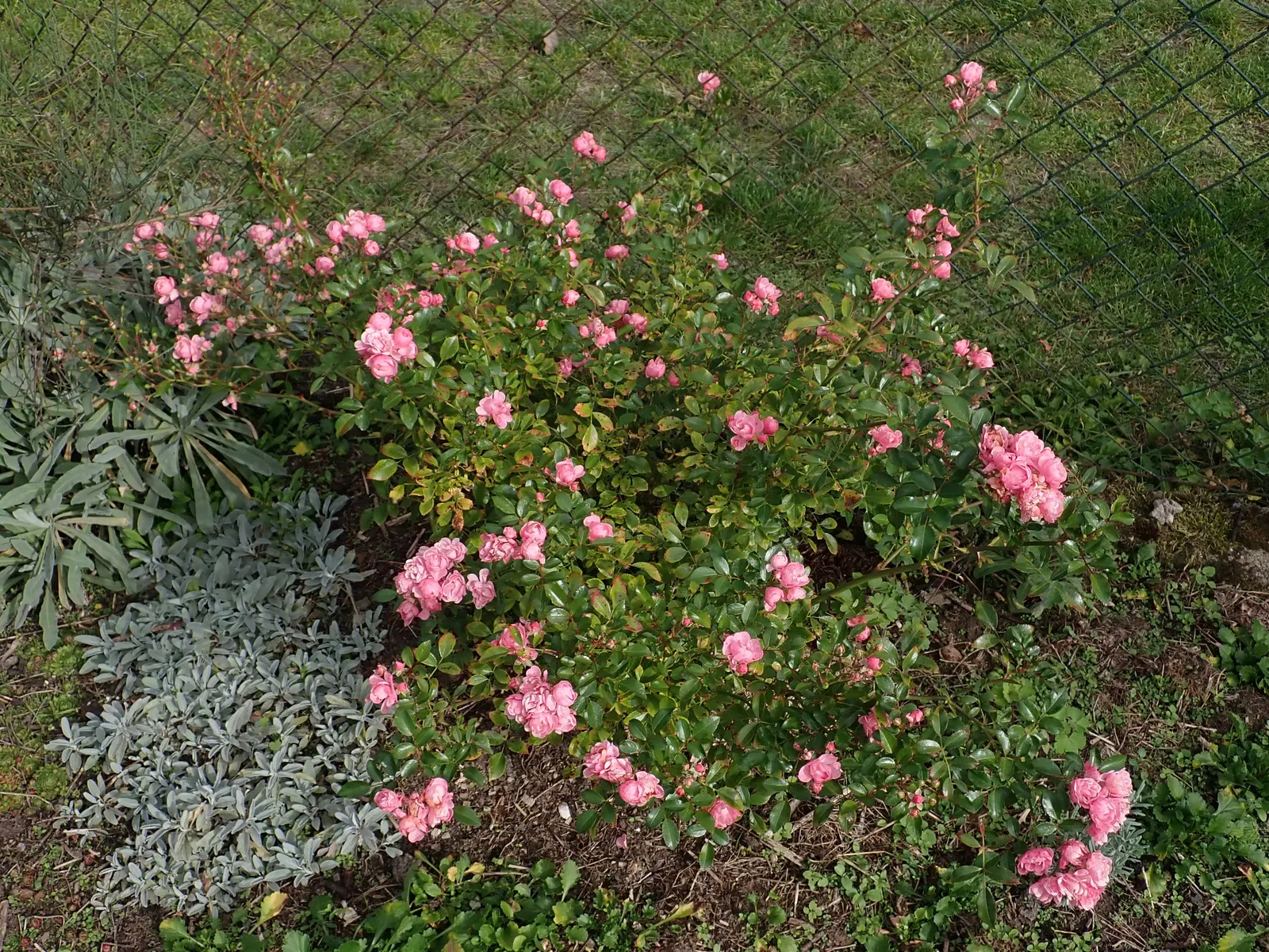 The Fairy Rose (Rosa 'The Fairy') — Ideal for borders and low hedges, it entices with a long flowering season from late spring to frost; the Rosa, image 44