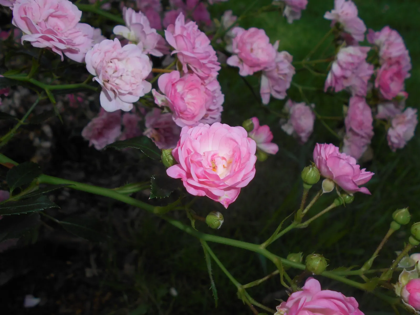 The Fairy Rose (Rosa 'The Fairy') — providing a continuous display of color in zones 4 through 9; although once established, image 88