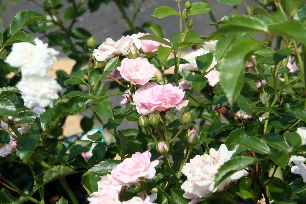 The Fairy Rose (Rosa 'The Fairy') — This variety is a delightful choice for adding a touch of whimsy to any garden design; shrub with pink blooms, image 46