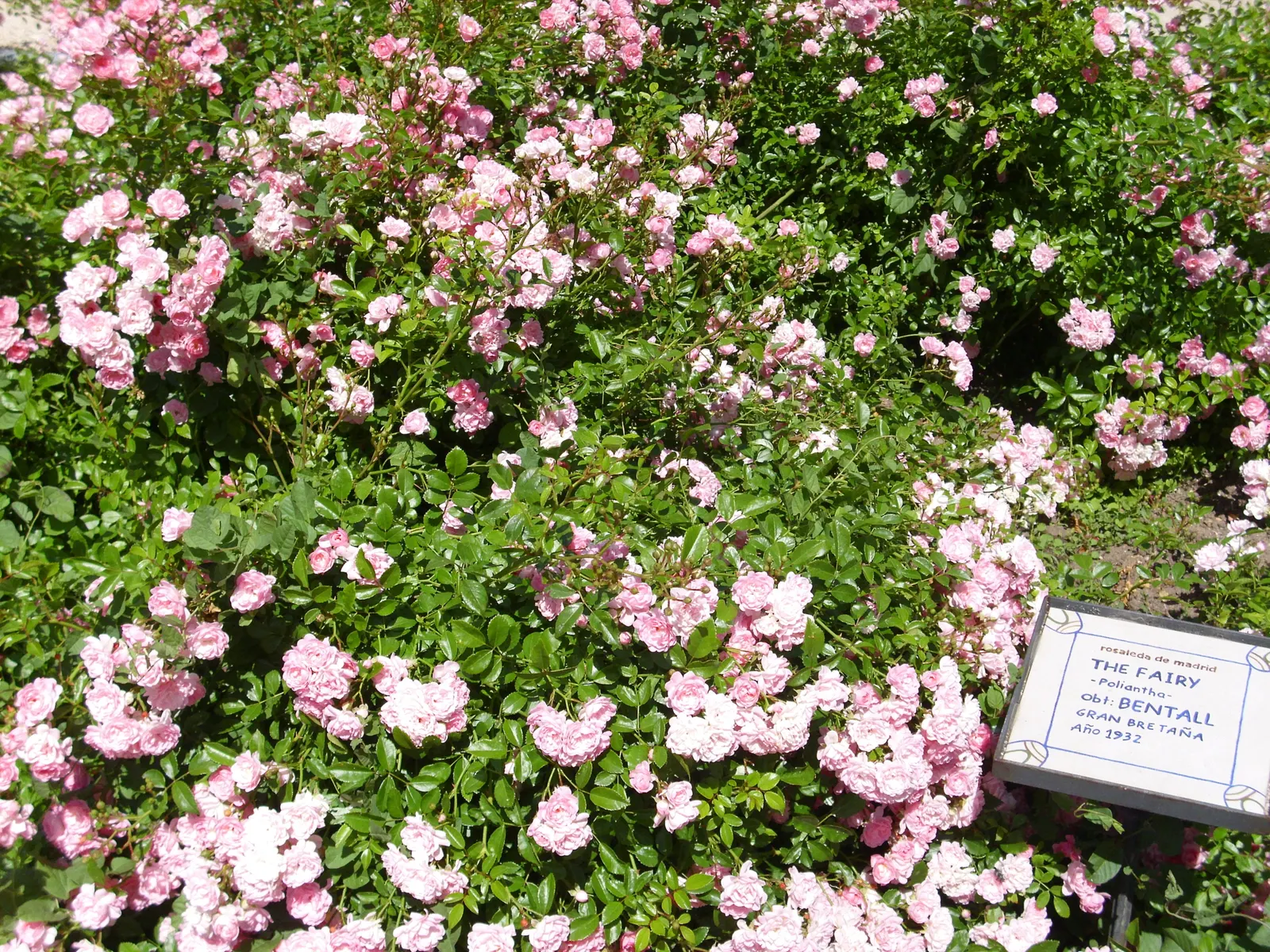 The Fairy Rose (Rosa 'The Fairy') — or as a border along walkways where its charming blooms can be enjoyed up close; each double bloom measures approximately 1