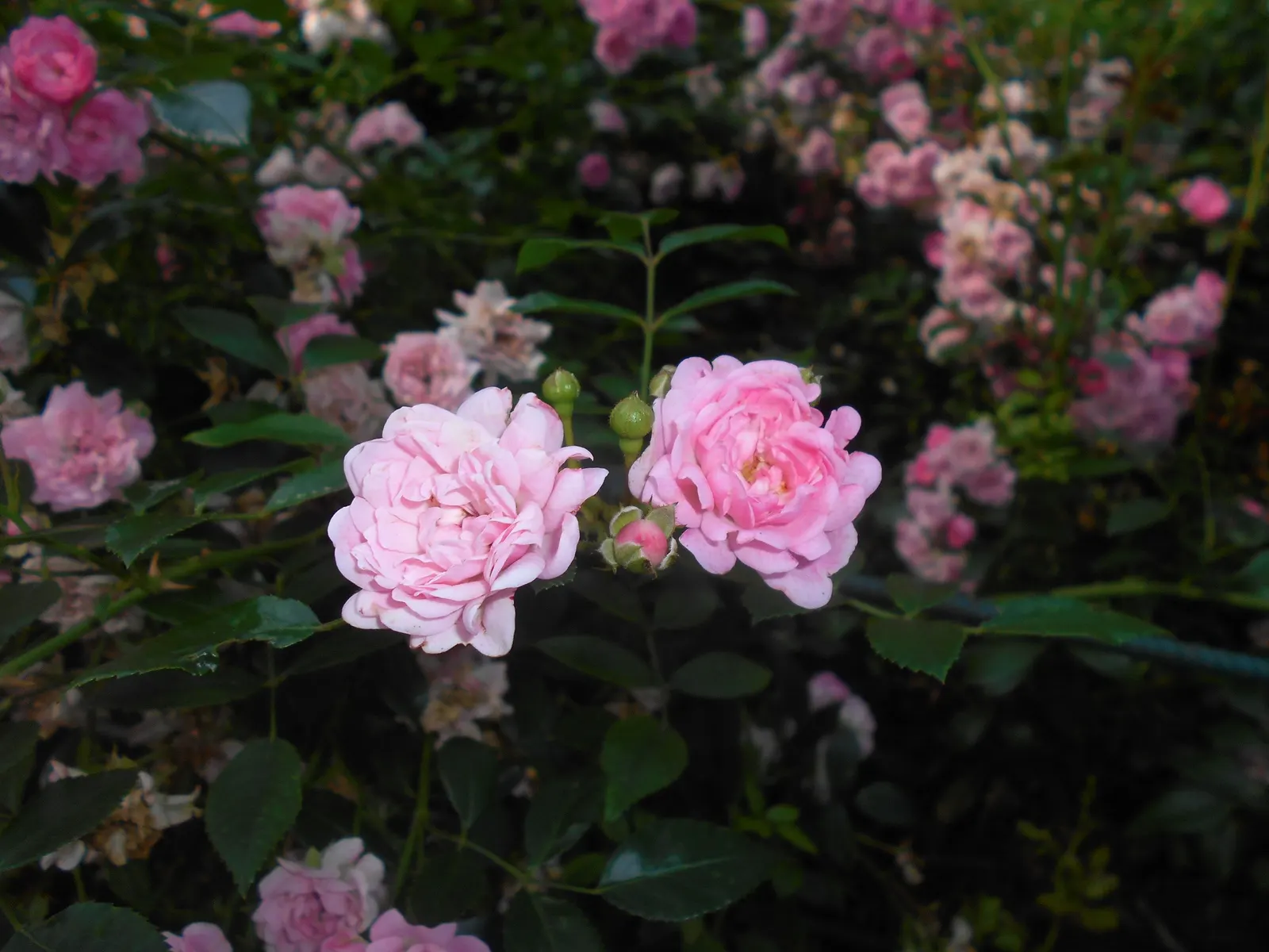 The Fairy Rose (Rosa 'The Fairy') — To encourage continued flowering, deadhead spent blooms regularly; or as a border along walkways where its, image 77