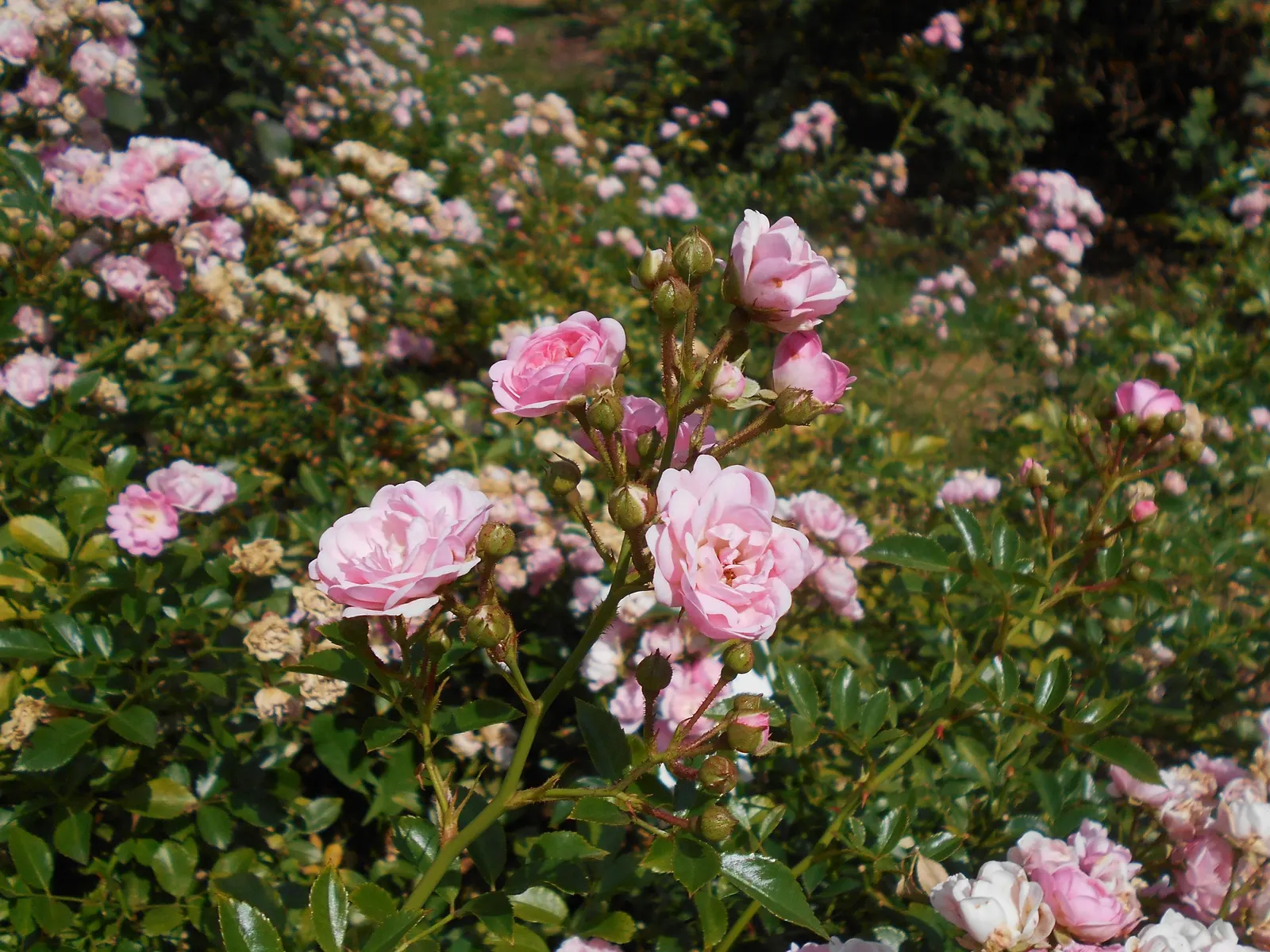 The Fairy Rose (Rosa 'The Fairy') — It prefers full sun to partial shade and thrives in well-drained soil with regular watering; rosa 'The Fairy', image 92