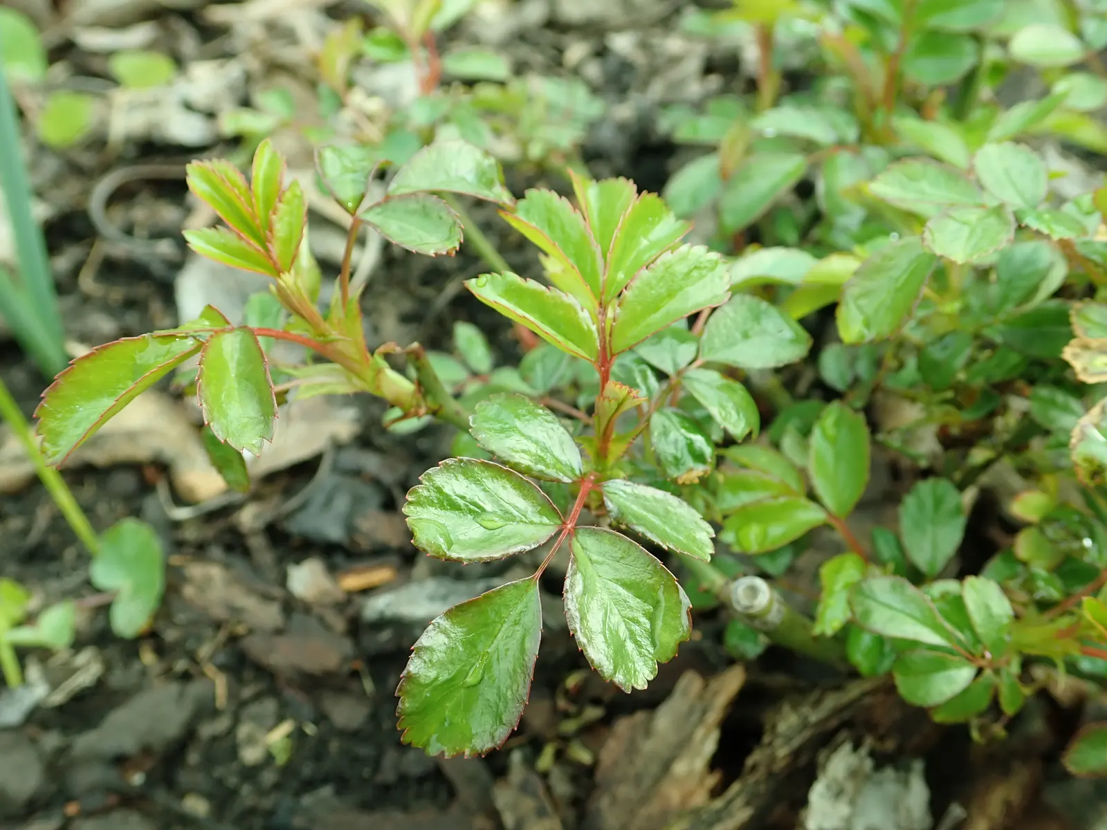 The Fairy Rose (Rosa 'The Fairy') — It prefers full sun to partial shade and thrives in well-drained soil with regular watering; rosa 'The Fairy' is a