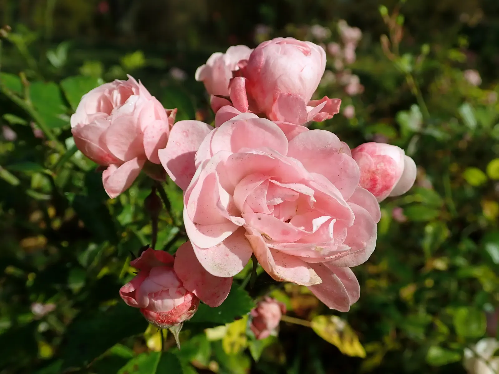 The Fairy Rose (Rosa 'The Fairy') — in mass plantings for a dramatic effect; hardy and disease-resistant, it thrives in well-drained soil and full, image 55