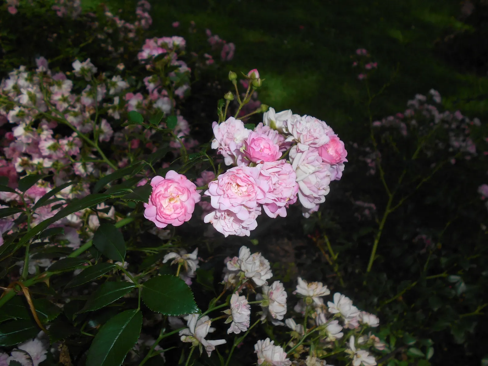 The Fairy Rose (Rosa 'The Fairy') — or as a border along walkways where its charming blooms can be enjoyed up close; each double bloom measures, image 56
