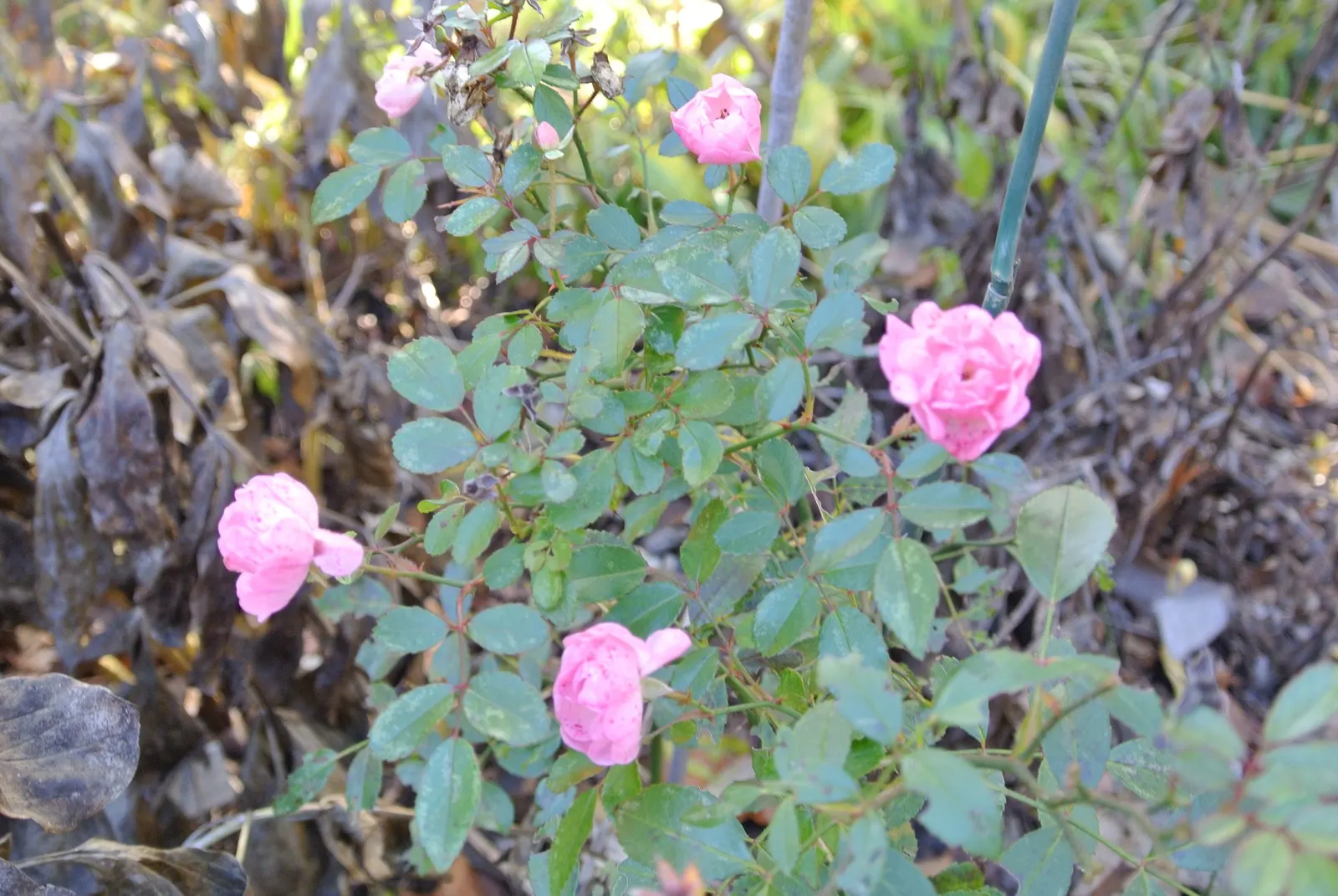 The Fairy Rose (Rosa 'The Fairy') — providing a continuous display of color in zones 4 through 9; although once established, image 68