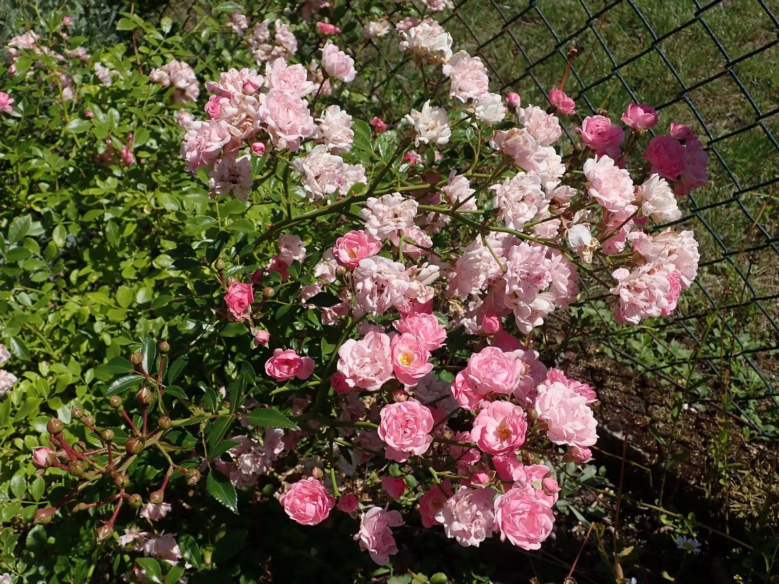 The Fairy Rose (Rosa 'The Fairy') — in mass plantings for a dramatic effect; hardy and disease-resistant, it thrives in well-drained soil and full sun