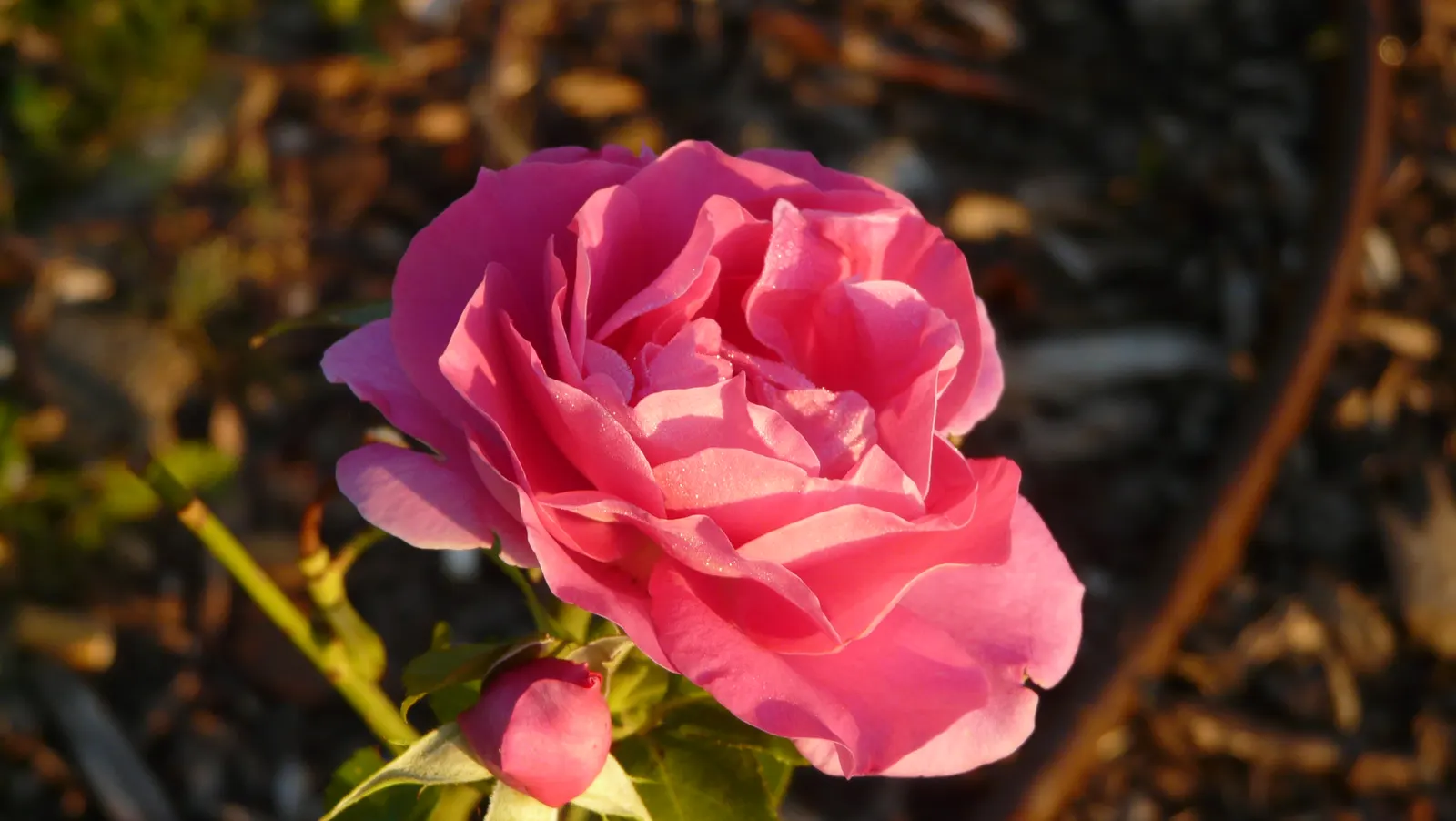 The Fairy Rose (Rosa 'The Fairy') — it exhibits notable drought tolerance.<br><br>Incorporate this rose into a landscape design as a ground cover