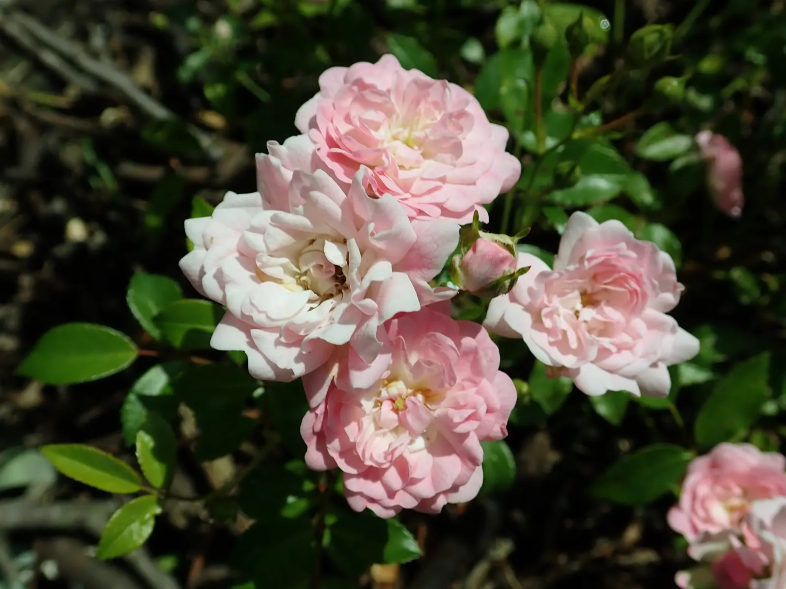 The Fairy Rose (Rosa 'The Fairy') — The Rosa 'The Fairy' is an enchanting polyantha shrub rose known for its prolific blooming habit and petite