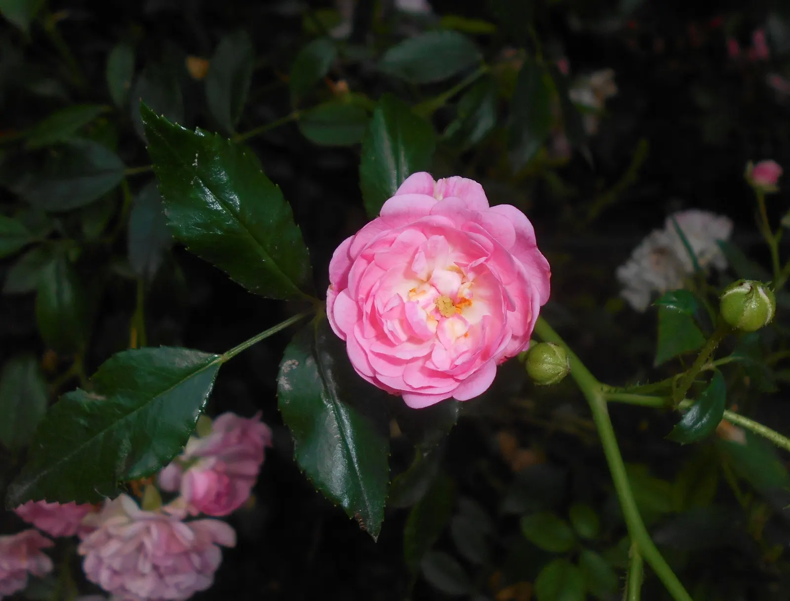 The Fairy Rose (Rosa 'The Fairy') — making it a low-maintenance option for the busy gardener; it exhibits notable drought, image 71