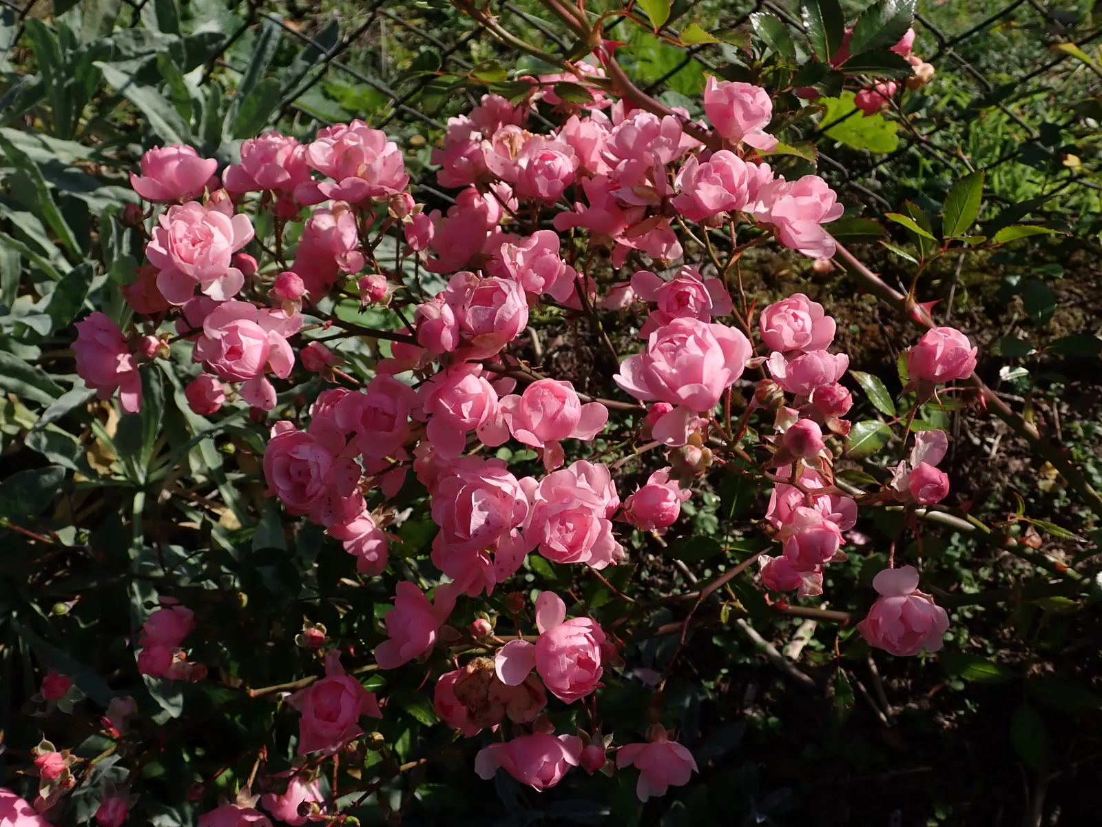 The Fairy Rose (Rosa 'The Fairy') — notably against black spot and mildew; typically reaching a mature height of between 2 to 3 feet with a similar, image 50