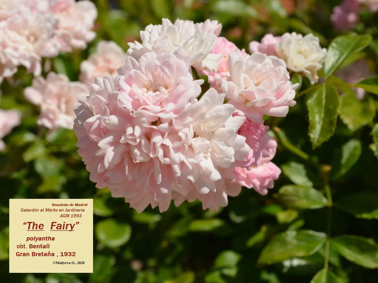 The Fairy Rose (Rosa 'The Fairy') — This variety is a delightful choice for adding a touch of whimsy to any garden design