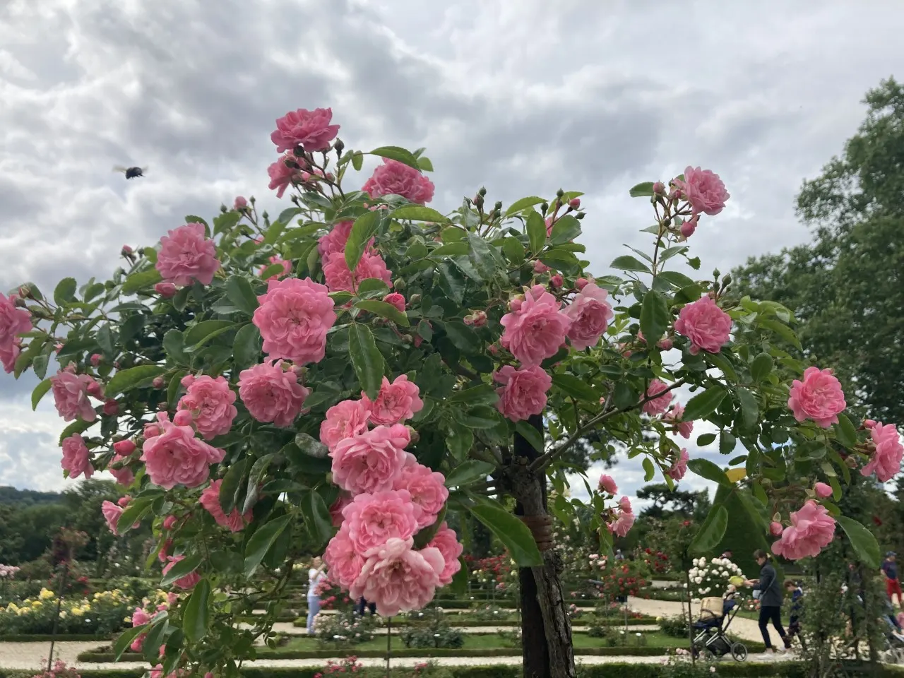 The Fairy Rose (Rosa 'The Fairy') — Typically reaching a mature height of between 2 to 3 feet with a similar spread; this variety is a delightful, image 87
