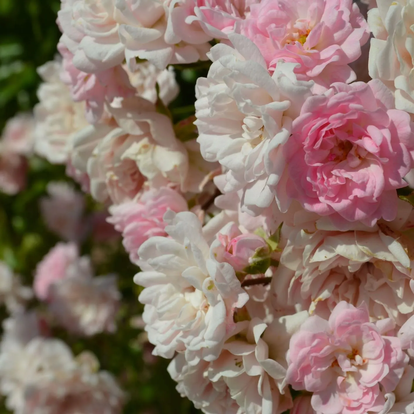 The Fairy Rose (Rosa 'The Fairy') — Hardy and disease-resistant, it thrives in well-drained soil and full sun; making it a low-maintenance option for the busy