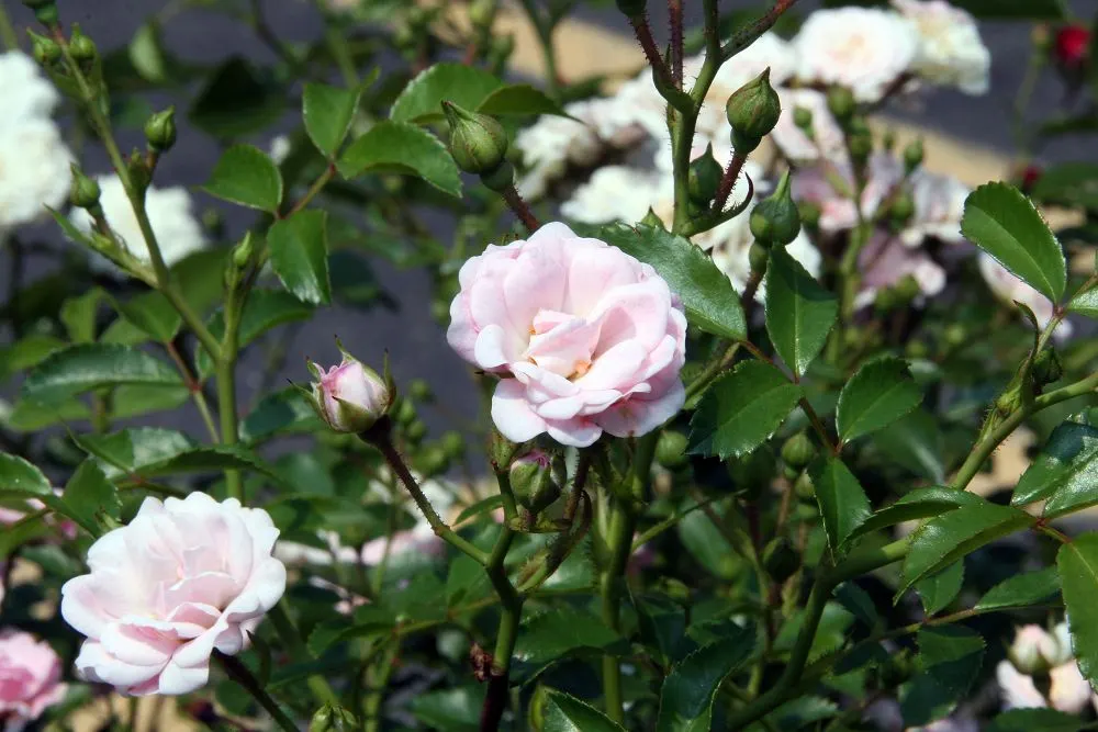 The Fairy Rose (Rosa 'The Fairy') — This perennial reaches up to 3 feet in height, with a spread of 4 feet, creating a dense, bushy groundcover, image 63