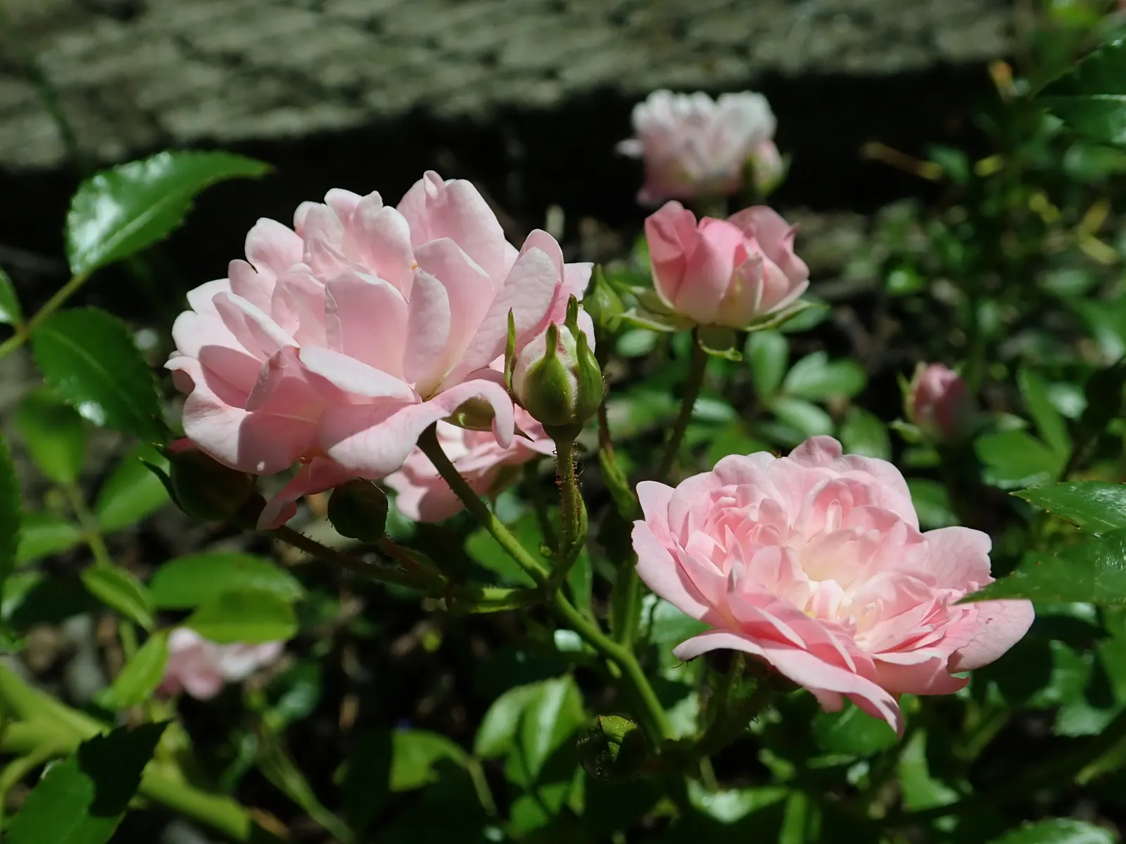 The Fairy Rose (Rosa 'The Fairy') — shrub for full or half; to encourage continued flowering, deadhead spent blooms regularly, image 60