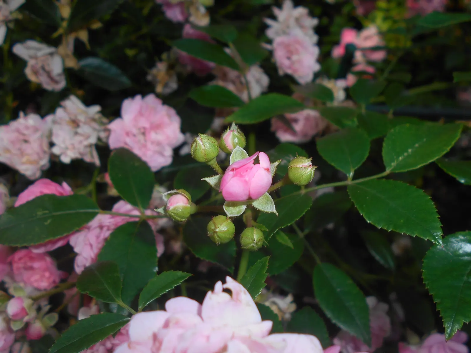The Fairy Rose (Rosa 'The Fairy') — although once established