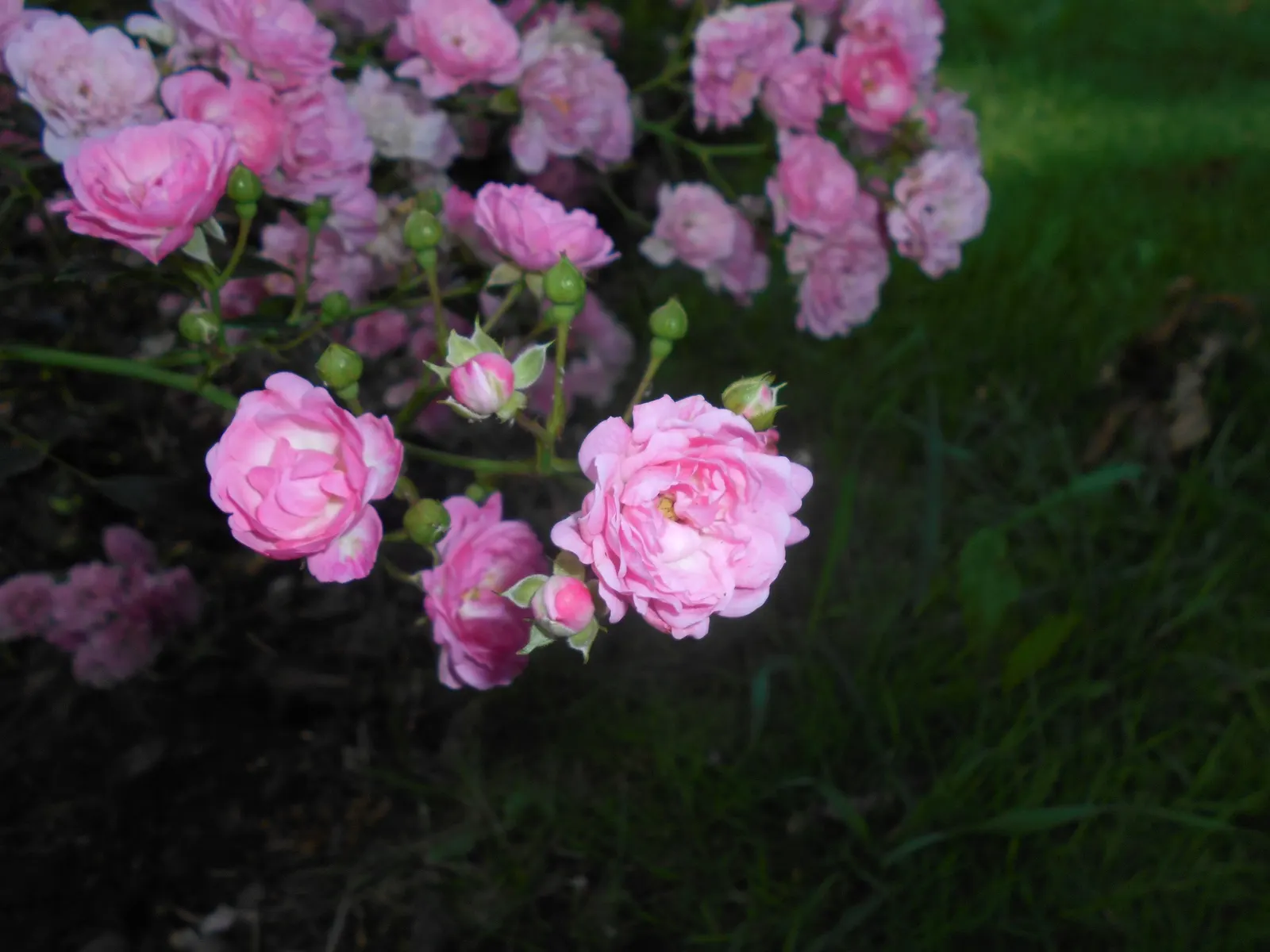 The Fairy Rose (Rosa 'The Fairy') — Ideal for borders and low hedges, it entices with a long flowering season from late spring to frost; the Rosa, image 84