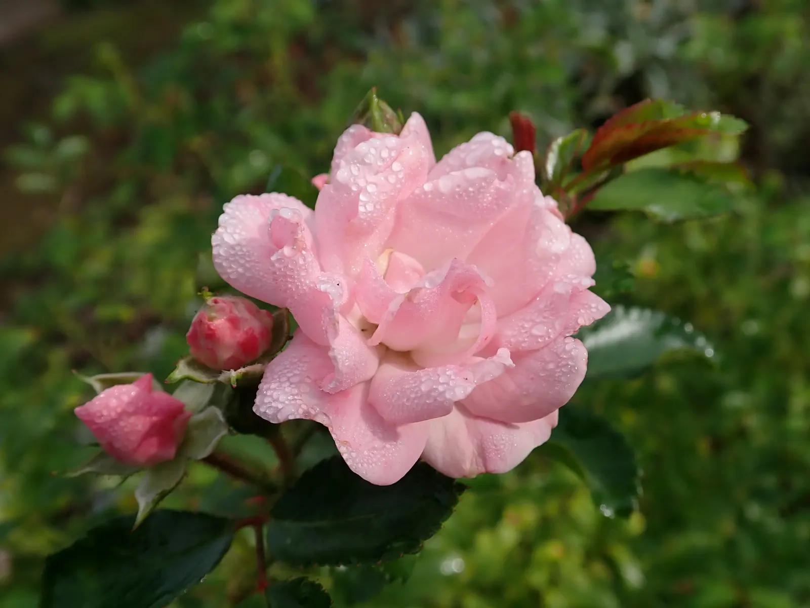 The Fairy Rose (Rosa 'The Fairy') — notably against black spot and mildew; typically reaching a mature height of between 2 to 3 feet with a similar, image 90