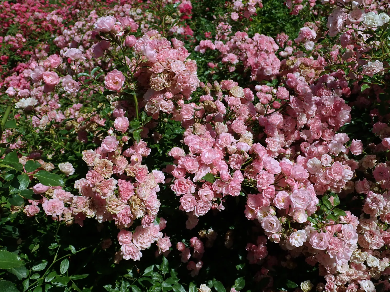 The Fairy Rose (Rosa 'The Fairy') — shrub with pink blooms; notably against black spot and mildew, image 59