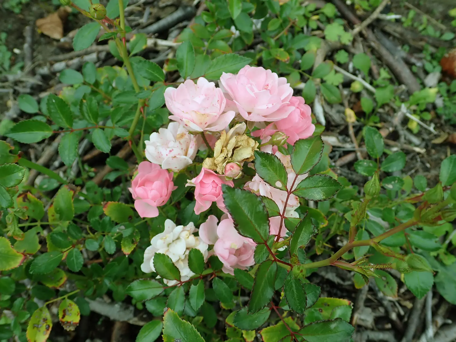 The Fairy Rose (Rosa 'The Fairy') — It prefers full sun to partial shade and thrives in well-drained soil with regular watering; rosa 'The Fairy', image 52
