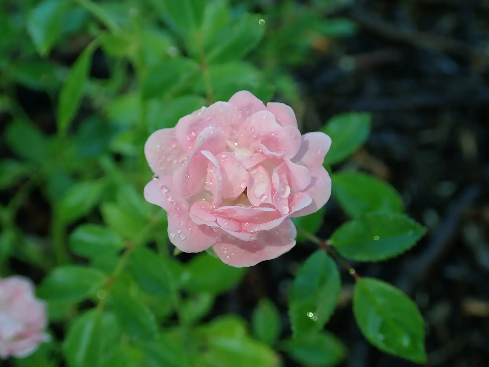 The Fairy Rose (Rosa 'The Fairy') — This variety is a delightful choice for adding a touch of whimsy to any garden design; shrub with pink blooms, image 86