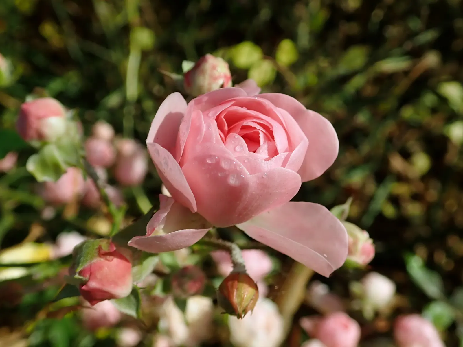 The Fairy Rose (Rosa 'The Fairy') — Each double bloom measures approximately 1 to 1.5 inches in diameter; shrub for full or half, image 49