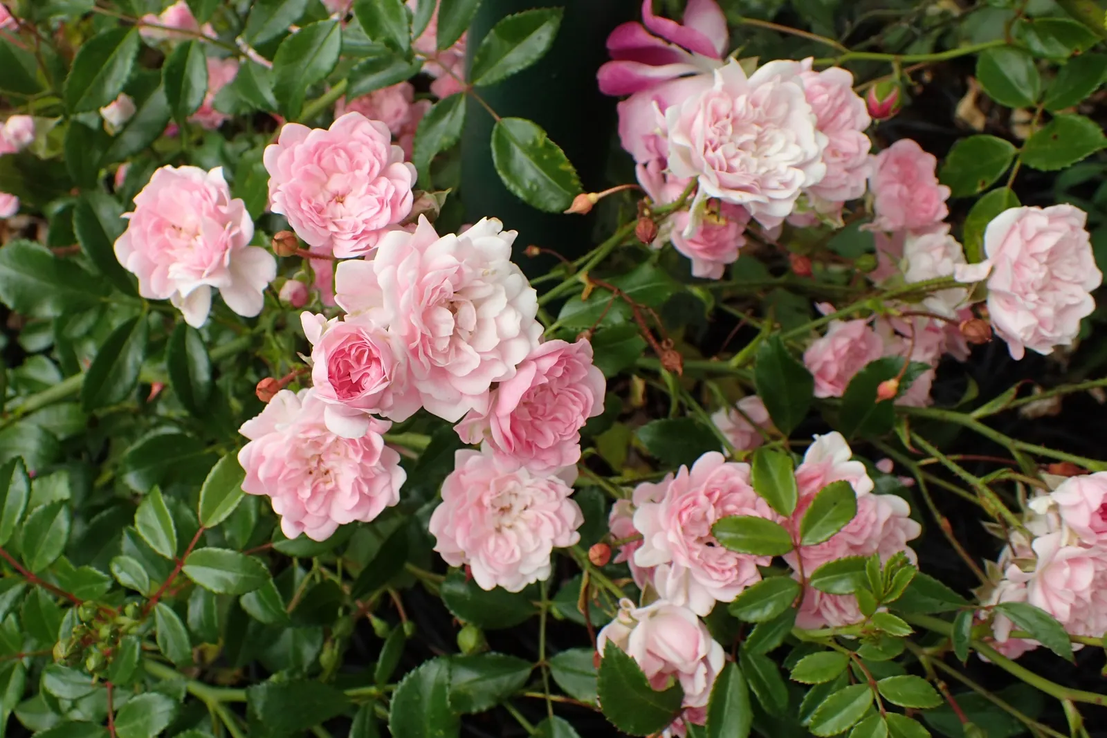 The Fairy Rose (Rosa 'The Fairy') — It prefers full sun to partial shade and thrives in well-drained soil with regular watering; rosa 'The Fairy', image 72