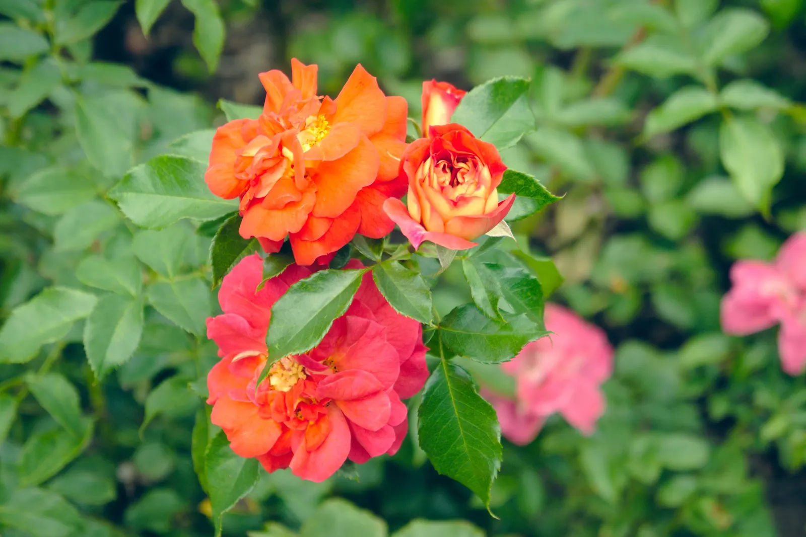 The Fairy Rose (Rosa 'The Fairy') — or as a border along walkways where its charming blooms can be enjoyed up close; each double bloom measures, image 76