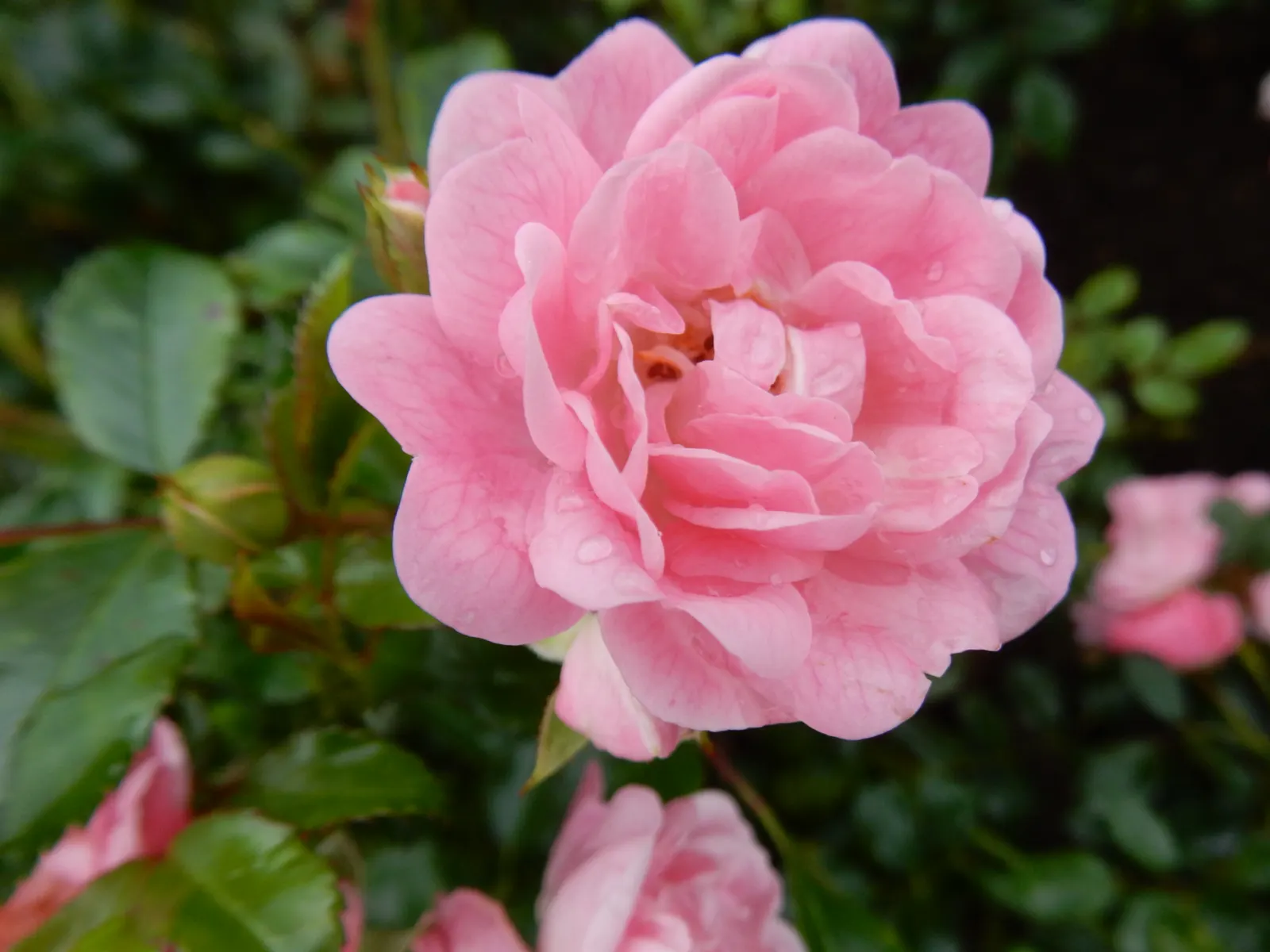 The Fairy Rose (Rosa 'The Fairy') — Rosa 'The Fairy' is a diminutive Polyantha shrub rose; ideal for borders and low hedges, it entices with a long, image 61