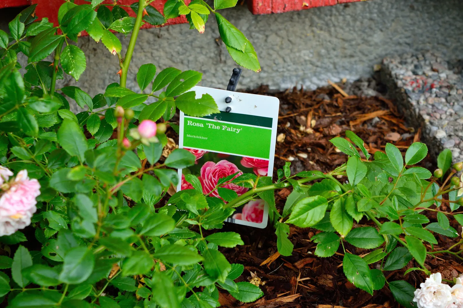 The Fairy Rose (Rosa 'The Fairy') — in mass plantings for a dramatic effect