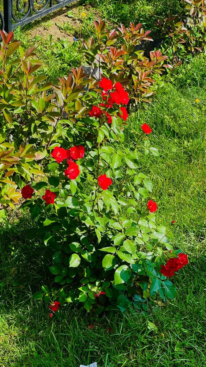 The Fairy Rose (Rosa 'The Fairy') — providing a continuous display of color in zones 4 through 9; although once established