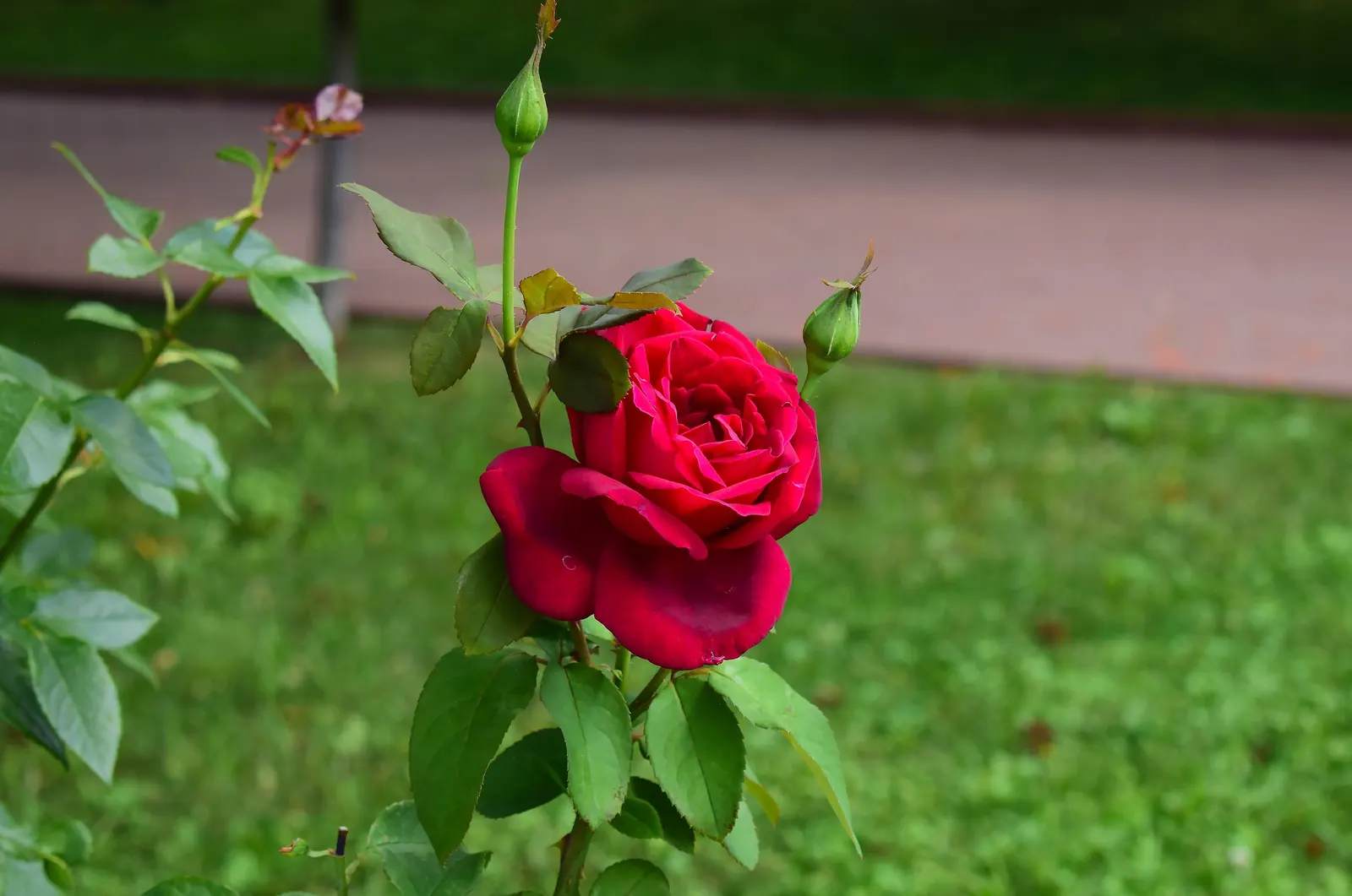 The Fairy Rose (Rosa 'The Fairy') — shrub for full or half