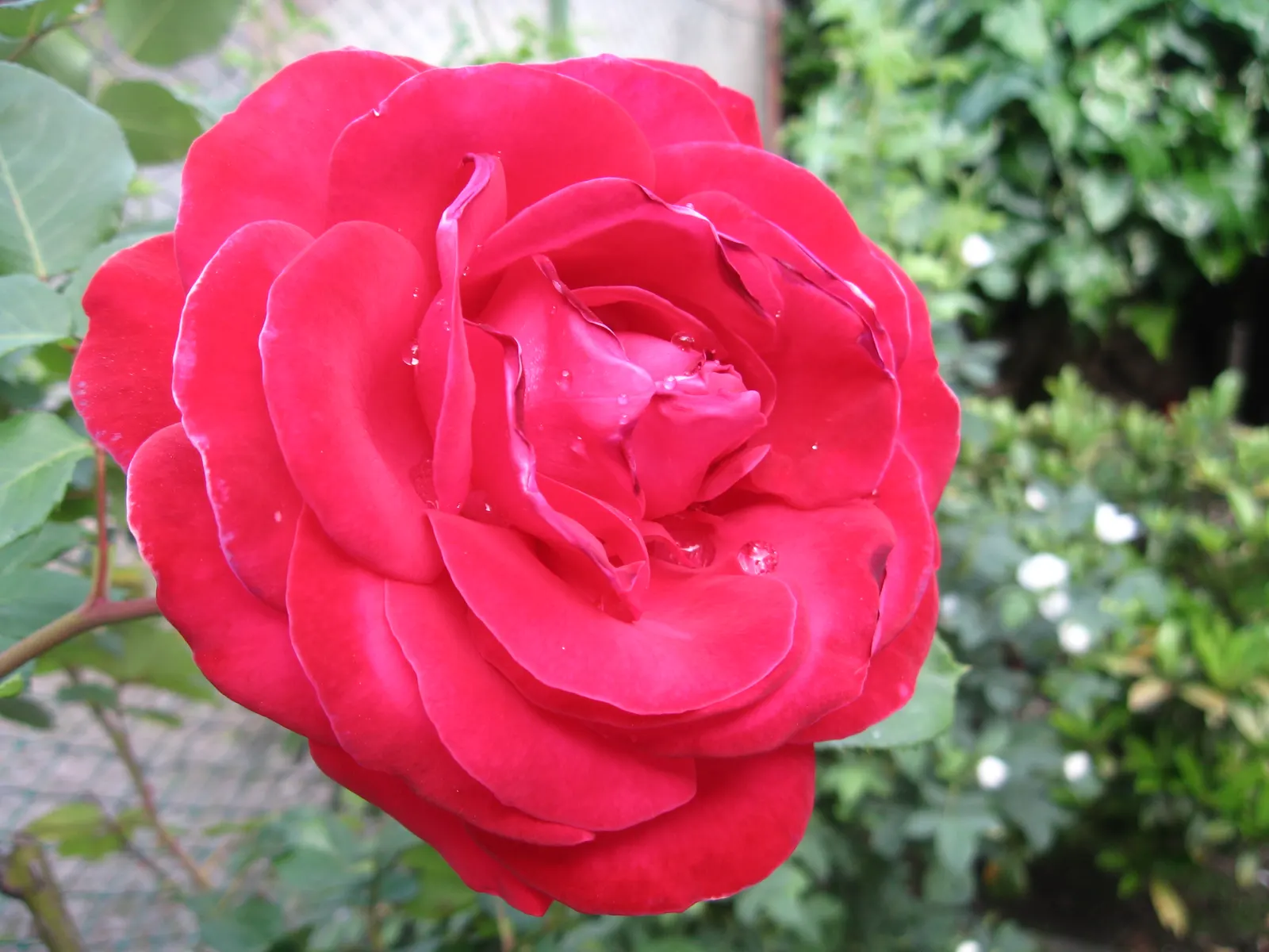 The Fairy Rose (Rosa 'The Fairy') — This variety is a delightful choice for adding a touch of whimsy to any garden design; shrub with pink blooms