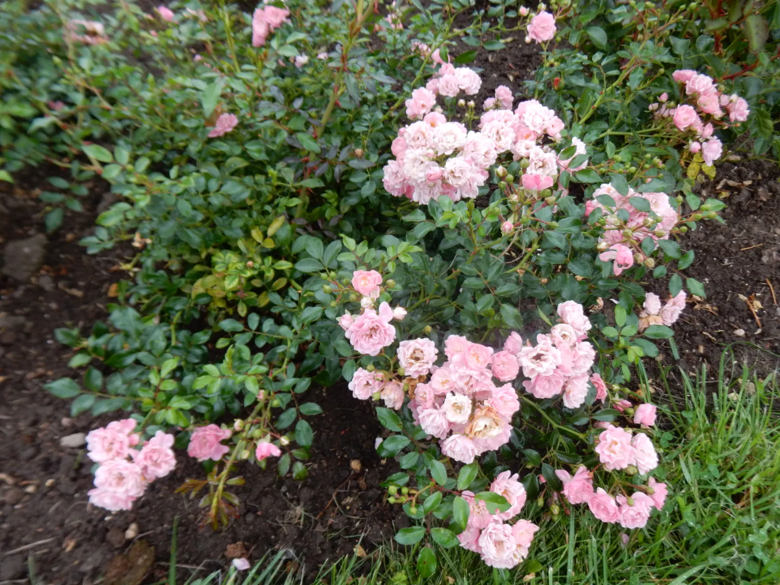 The Fairy Rose (Rosa 'The Fairy') — This variety is a delightful choice for adding a touch of whimsy to any garden design; shrub with pink blooms, image 66