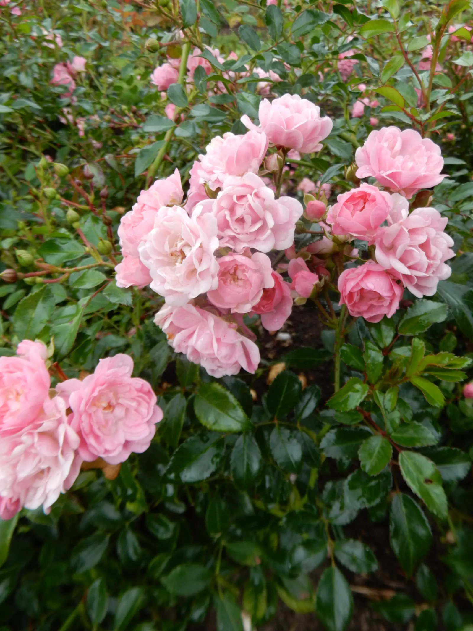 The Fairy Rose (Rosa 'The Fairy') — it exhibits notable drought tolerance.<br><br>Incorporate this rose into a landscape design as a ground cover, image 74