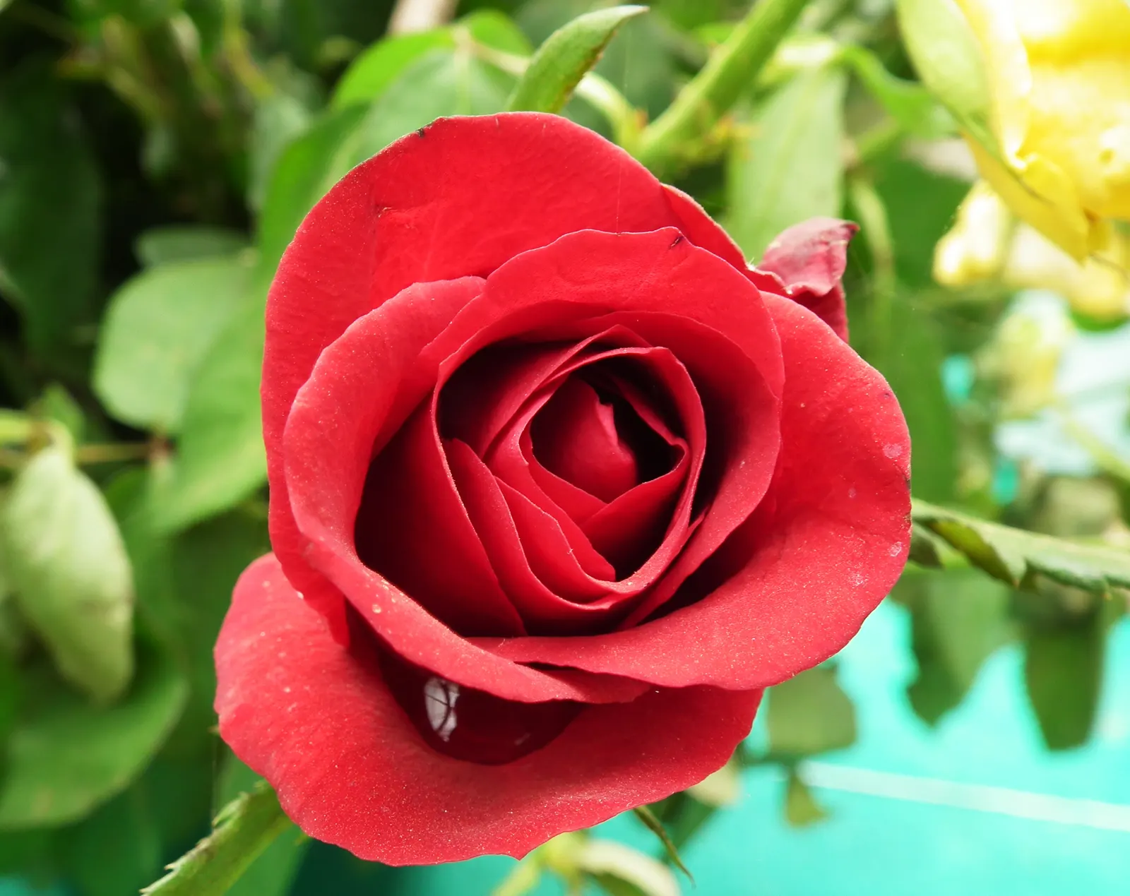 The Fairy Rose (Rosa 'The Fairy') — shrub for full or half; to encourage continued flowering, deadhead spent blooms regularly