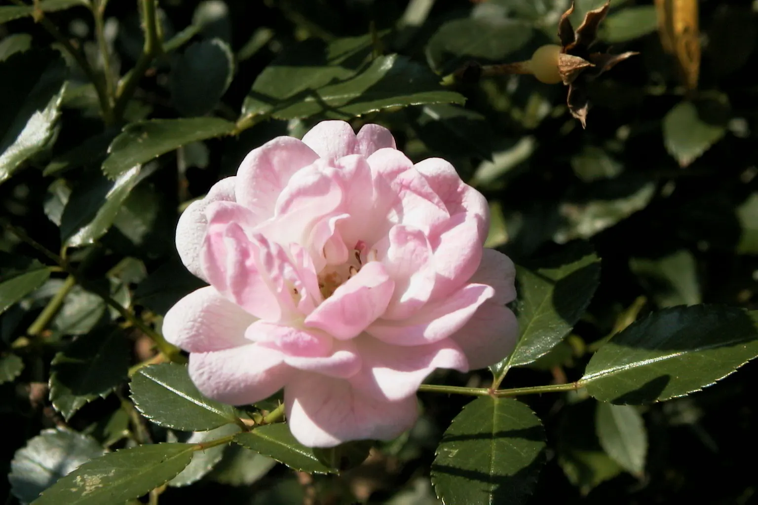 The Fairy Rose (Rosa 'The Fairy') — To encourage continued flowering, deadhead spent blooms regularly; or as a border along walkways where its charming blooms