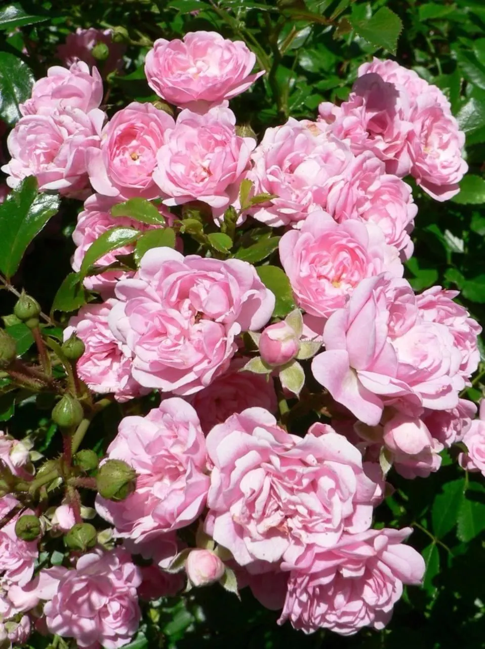 The Fairy Rose (Rosa 'The Fairy') — notably against black spot and mildew; typically reaching a mature height of between 2 to 3 feet with a similar, image 70