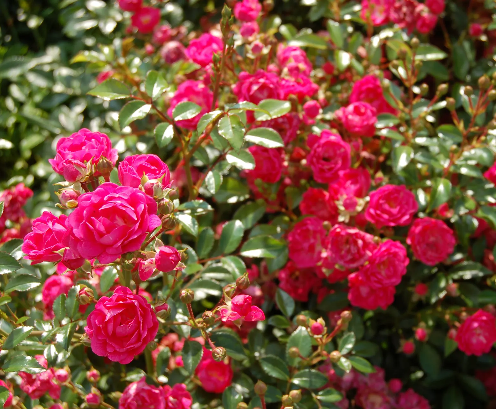 The Fairy Rose (Rosa 'The Fairy') — although once established; providing a continuous display of color in zones 4 through 9, image 93