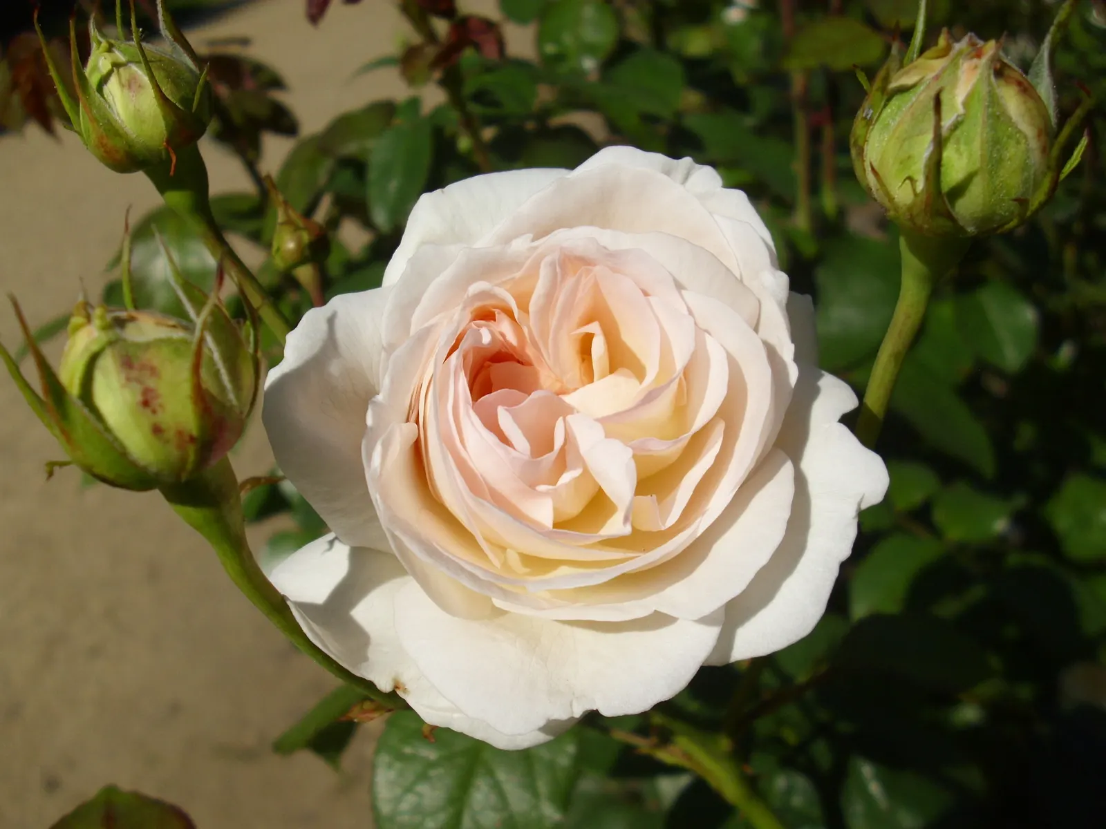 The Fairy Rose (Rosa 'The Fairy') — shrub with pink blooms