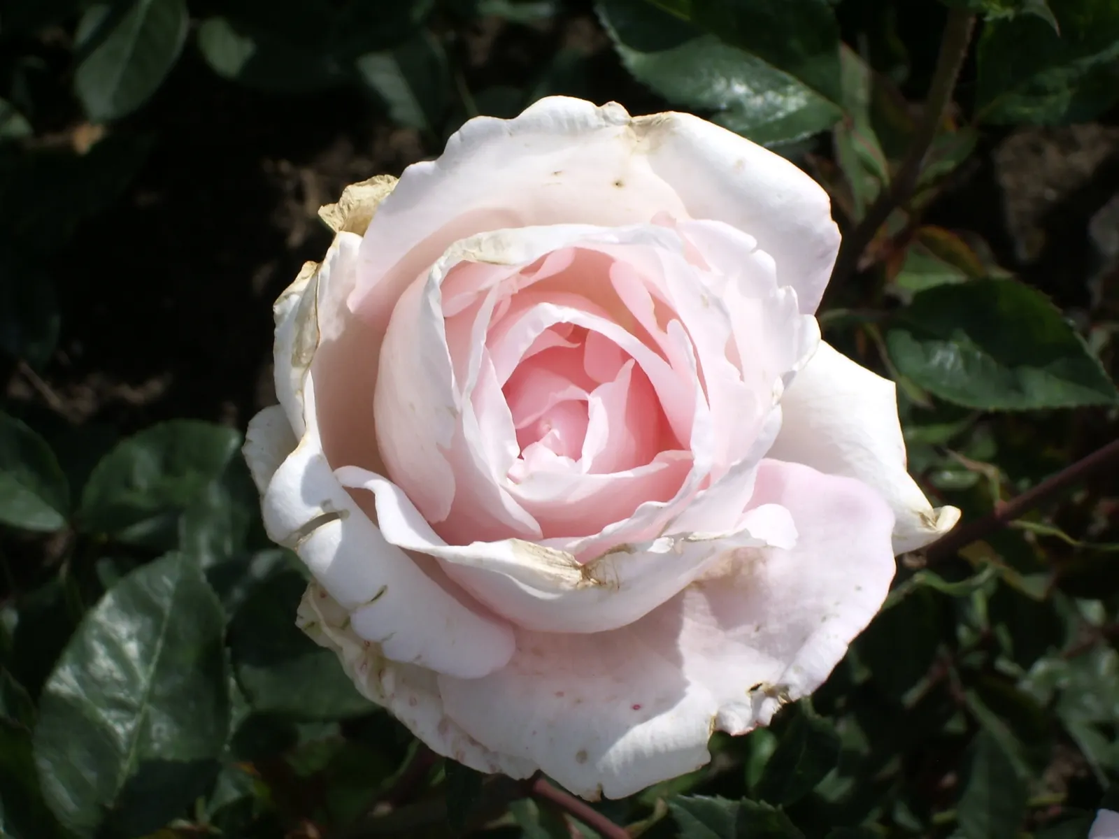 The Fairy Rose (Rosa 'The Fairy') — although once established; providing a continuous display of color in zones 4 through 9