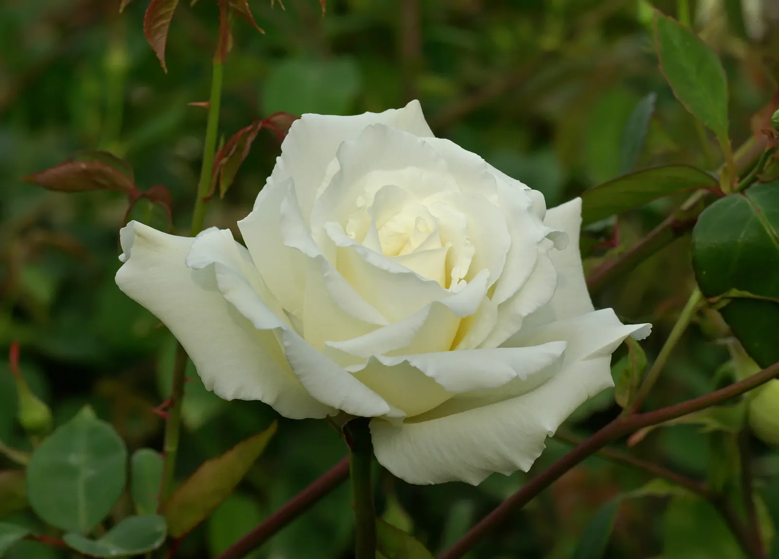 The Fairy Rose (Rosa 'The Fairy') — Rosa 'The Fairy' is a diminutive Polyantha shrub rose; ideal for borders and low hedges, it entices with a long flowering