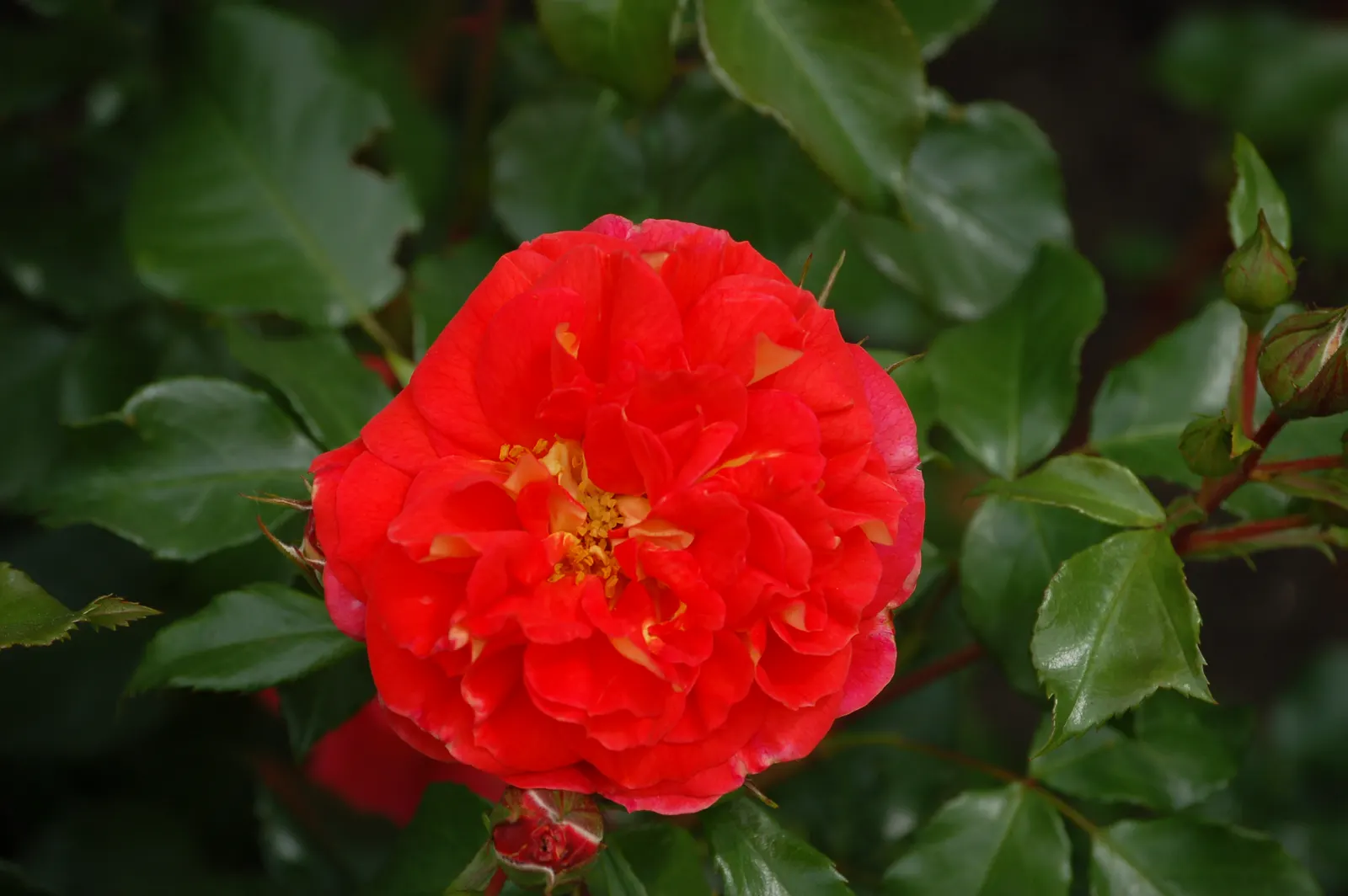 The Fairy Rose (Rosa 'The Fairy') — To encourage continued flowering, deadhead spent blooms regularly; or as a border along walkways where its, image 57