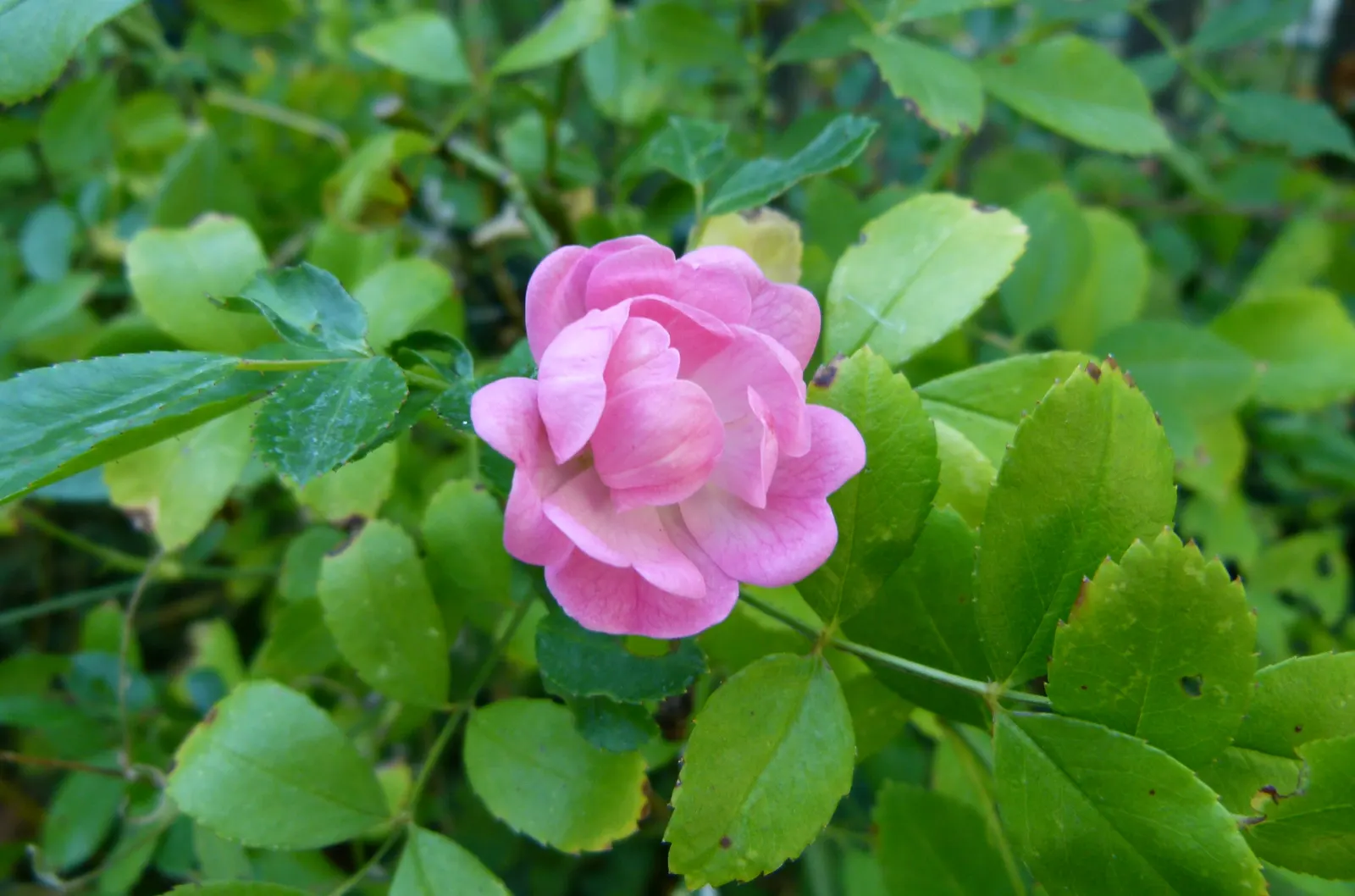 The Fairy Rose (Rosa 'The Fairy') — The Rosa 'The Fairy' is an enchanting polyantha shrub rose known for its prolific blooming habit and petite; it, image 85