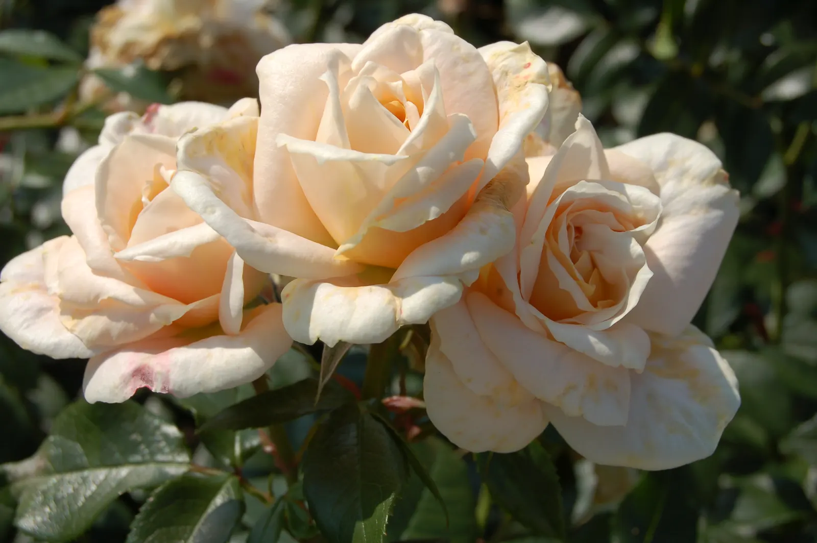 The Fairy Rose (Rosa 'The Fairy') — notably against black spot and mildew; typically reaching a mature height of between 2 to 3 feet with a similar spread