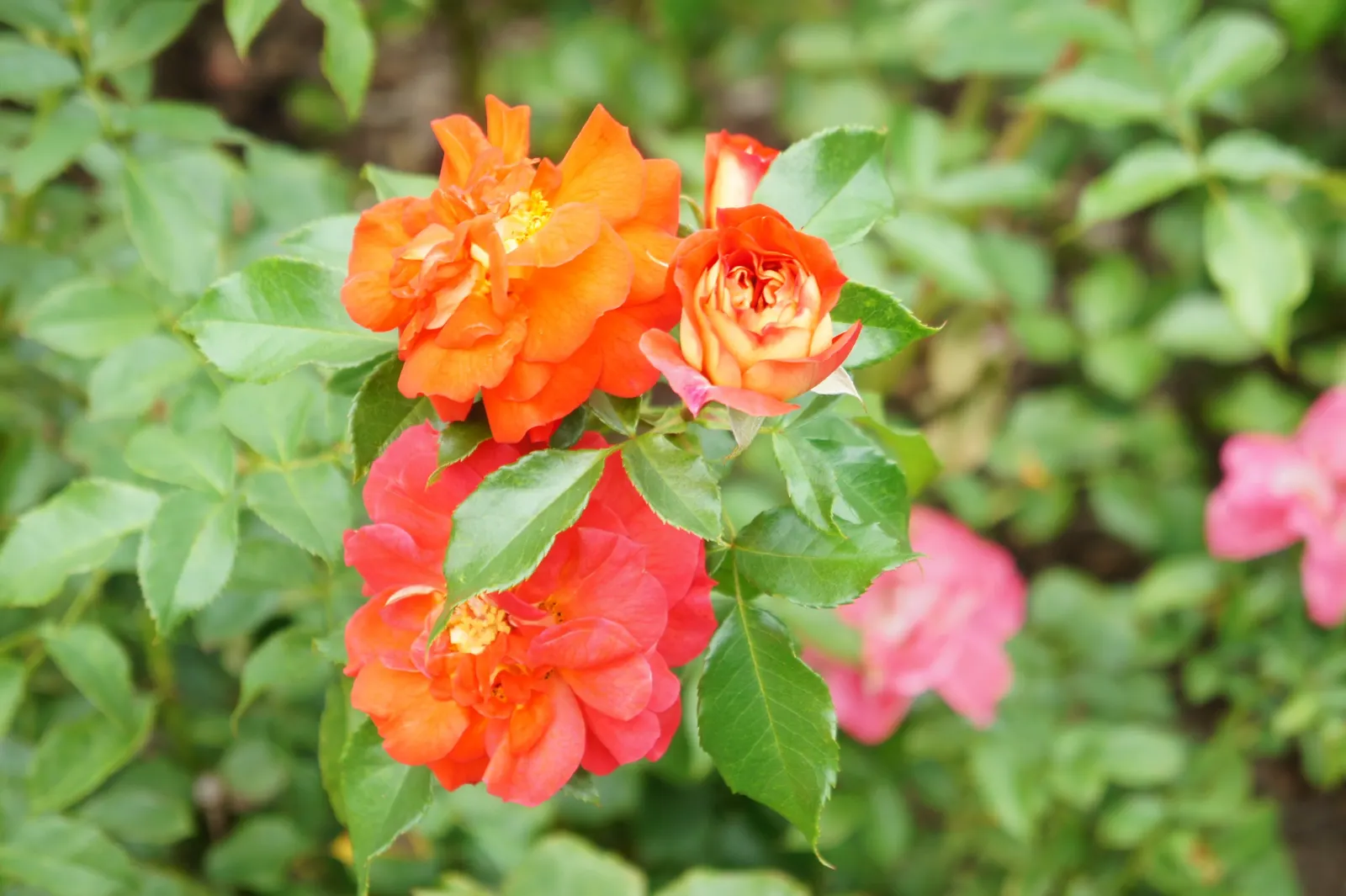 The Fairy Rose (Rosa 'The Fairy') — providing a continuous display of color in zones 4 through 9