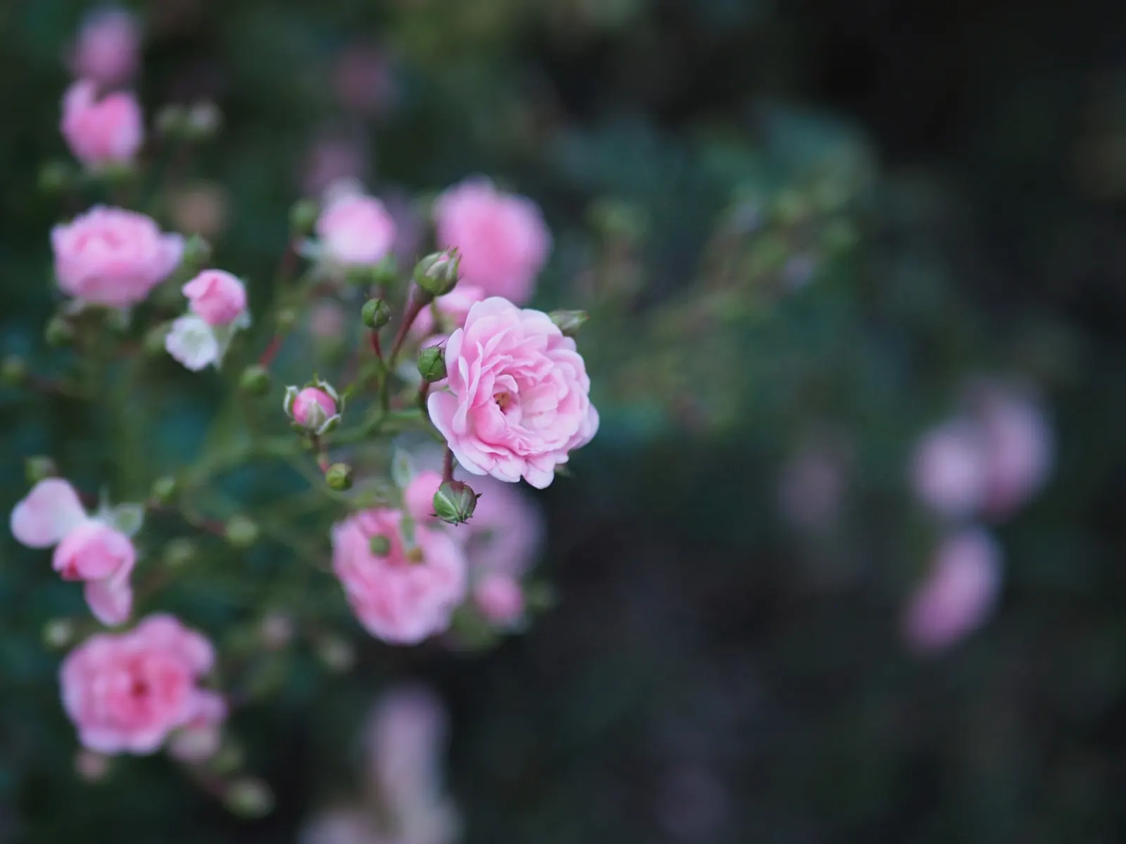 The Fairy Rose (Rosa 'The Fairy') — The Rosa 'The Fairy' is an enchanting polyantha shrub rose known for its prolific blooming habit and petite; it, image 45