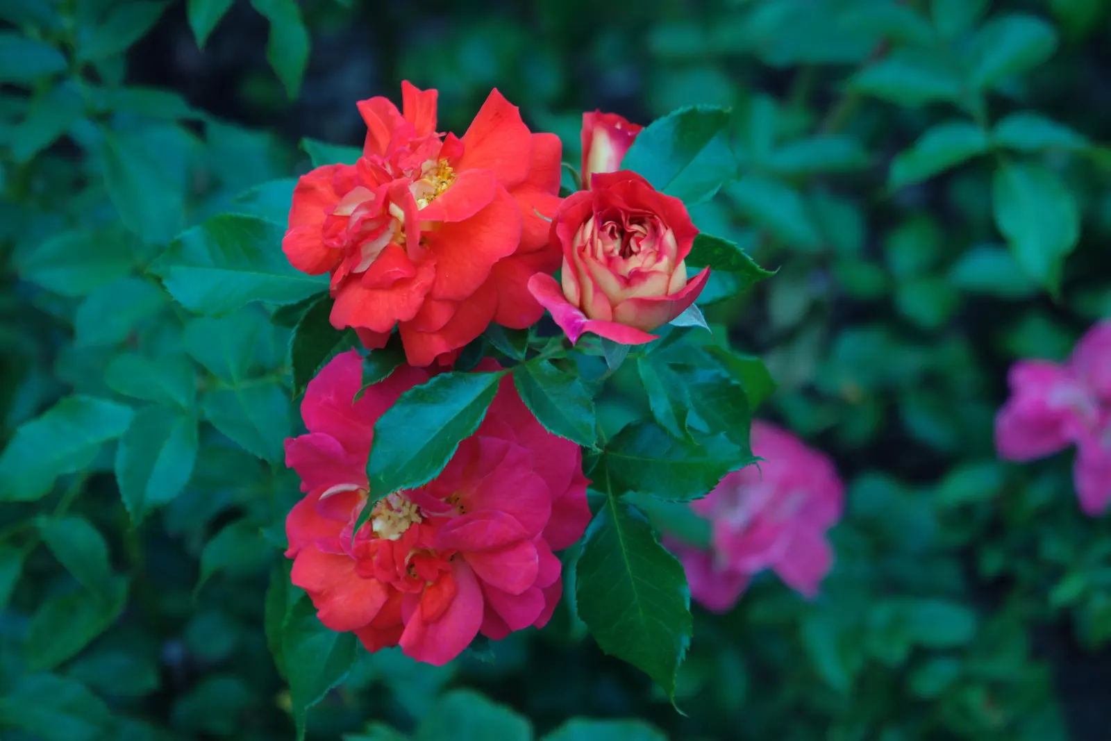 The Fairy Rose (Rosa 'The Fairy') — It prefers full sun to partial shade and thrives in well-drained soil with regular watering
