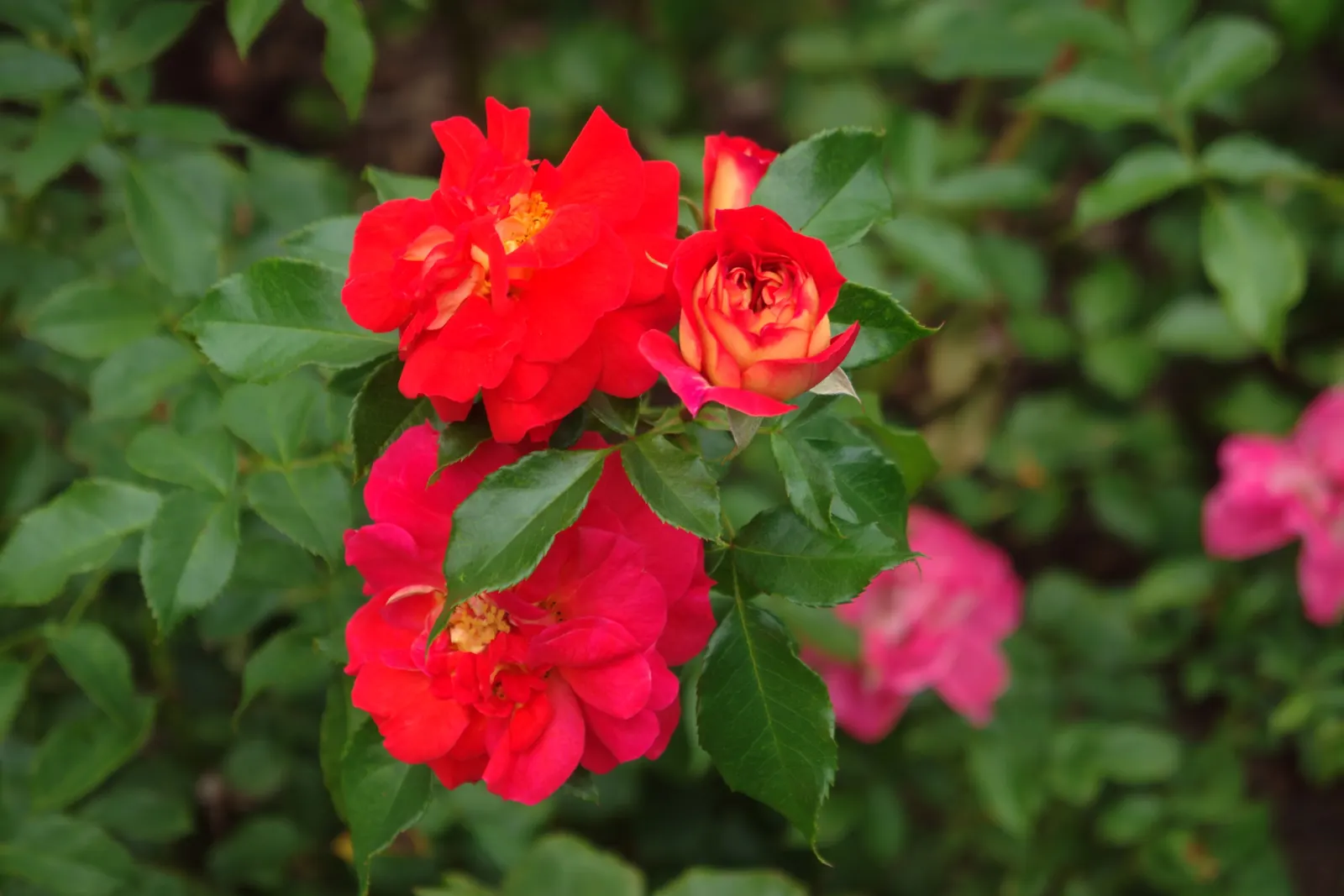The Fairy Rose (Rosa 'The Fairy') — Ideal for borders and low hedges, it entices with a long flowering season from late spring to frost